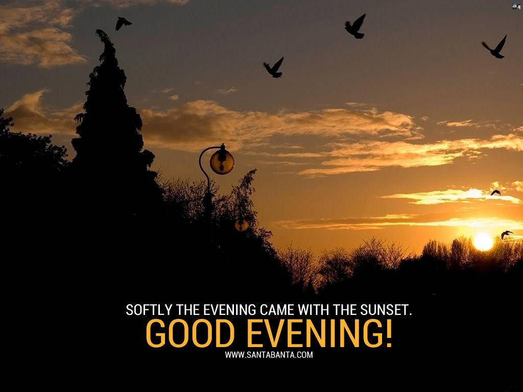 Good Evening, flying birds, golden sunset, SD Desktop Wallpaper