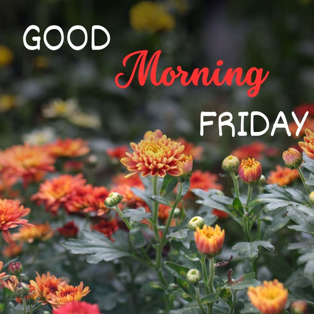Good Morning Friday, orange, yellow, SD Desktop Wallpaper