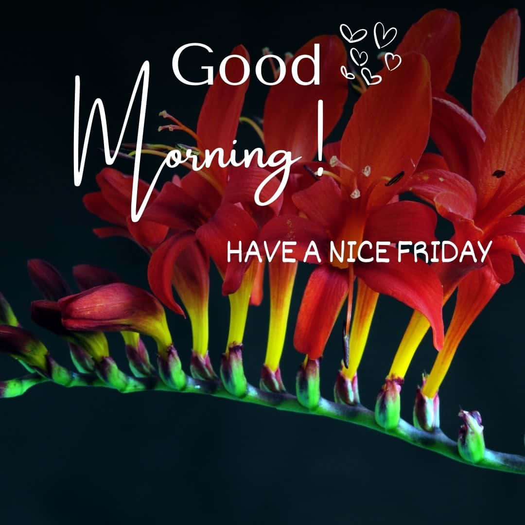 Good Morning Friday, floral greeting, vibrant red and yellow flowers, SD Desktop Wallpaper