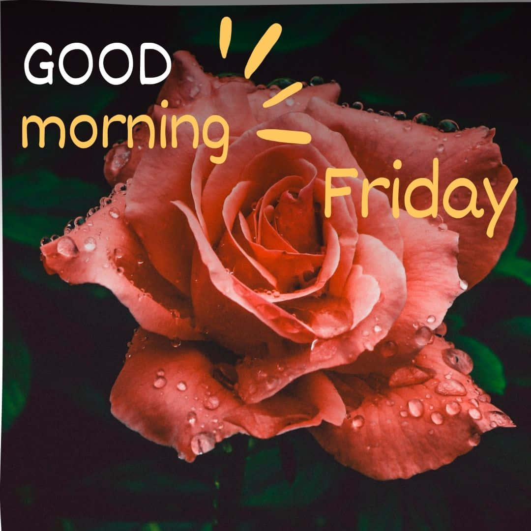 Good Morning Friday, pink rose, dew-kissed, SD Desktop Wallpaper