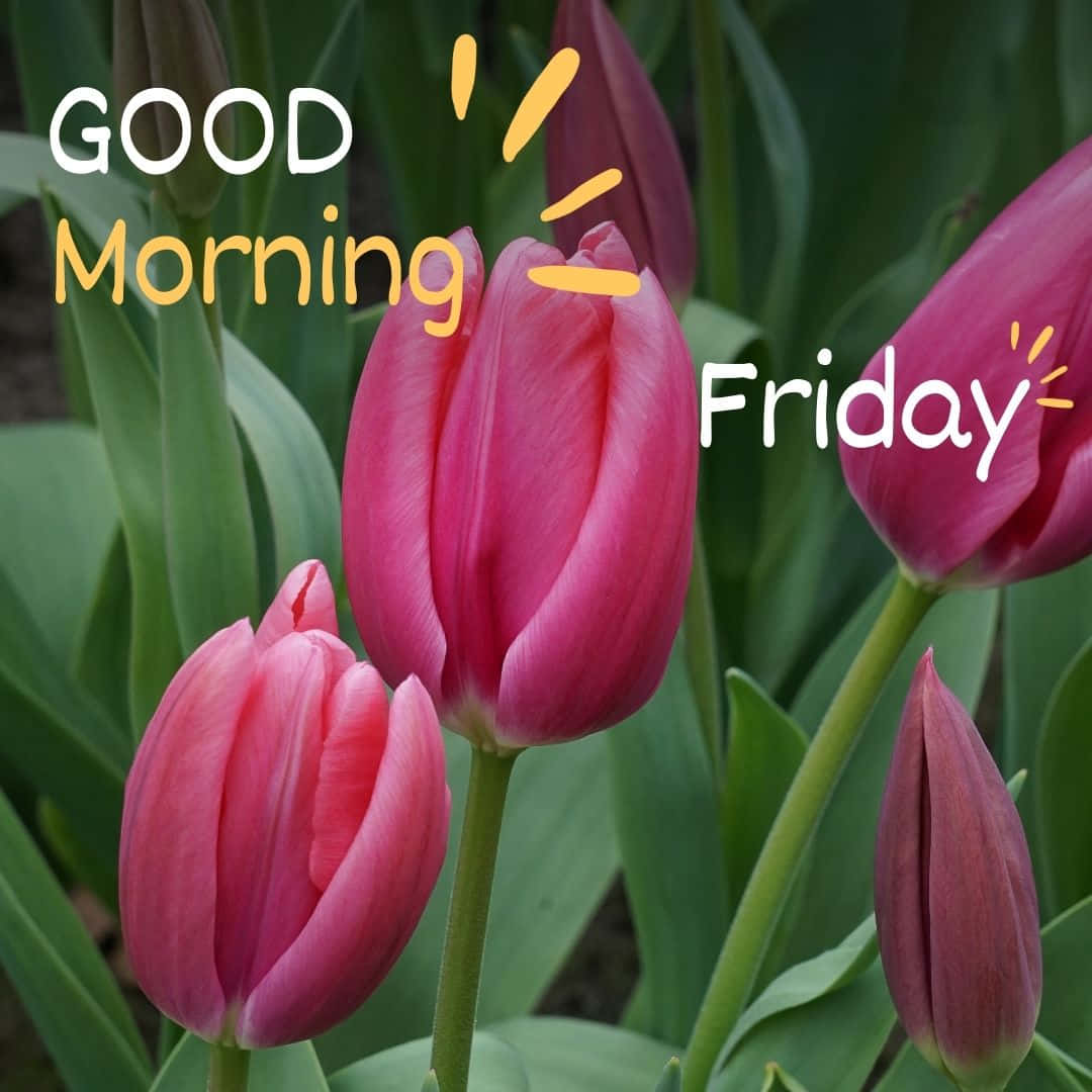 Good Morning Friday, tulips, pink, SD Desktop Wallpaper