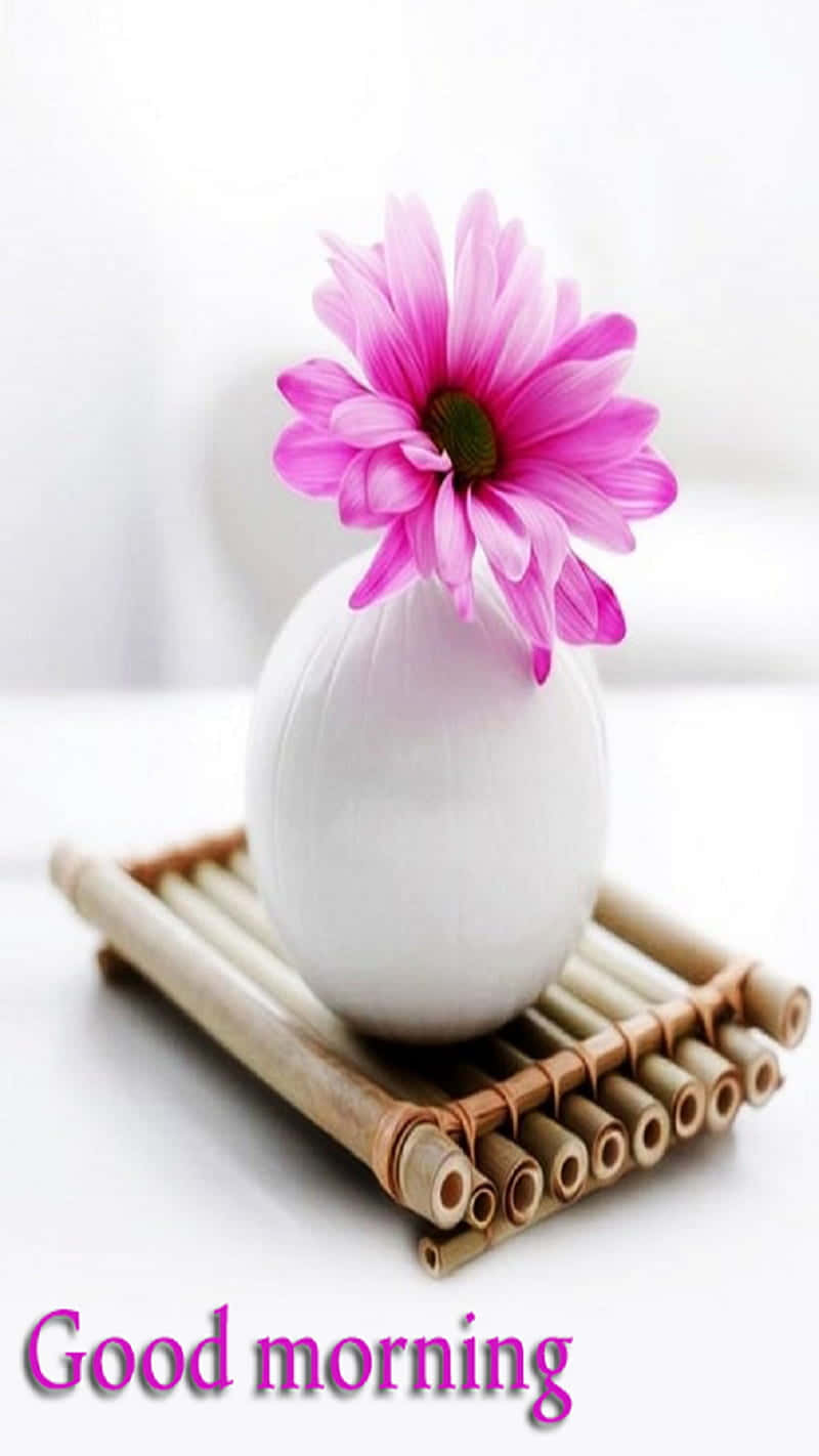 Good Morning Friday, pink daisy, white vase, HD Phone Wallpaper