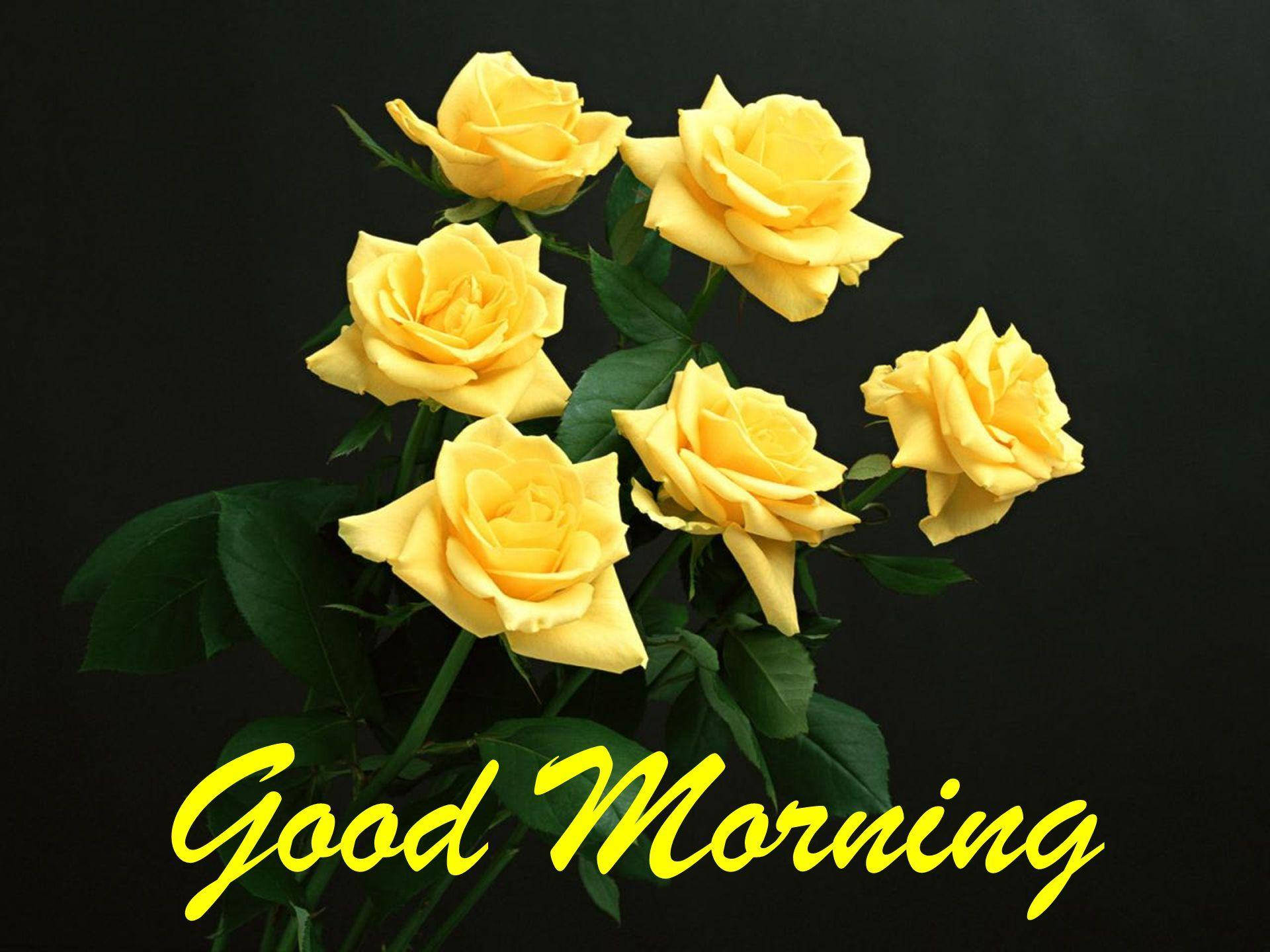Good Morning HD, yellow roses, lush green leaves, Full HD Desktop Wallpaper