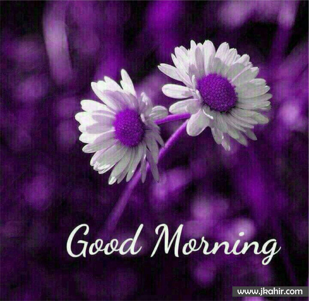 Good Morning HD, purple, white daisies, HD Desktop Wallpaper