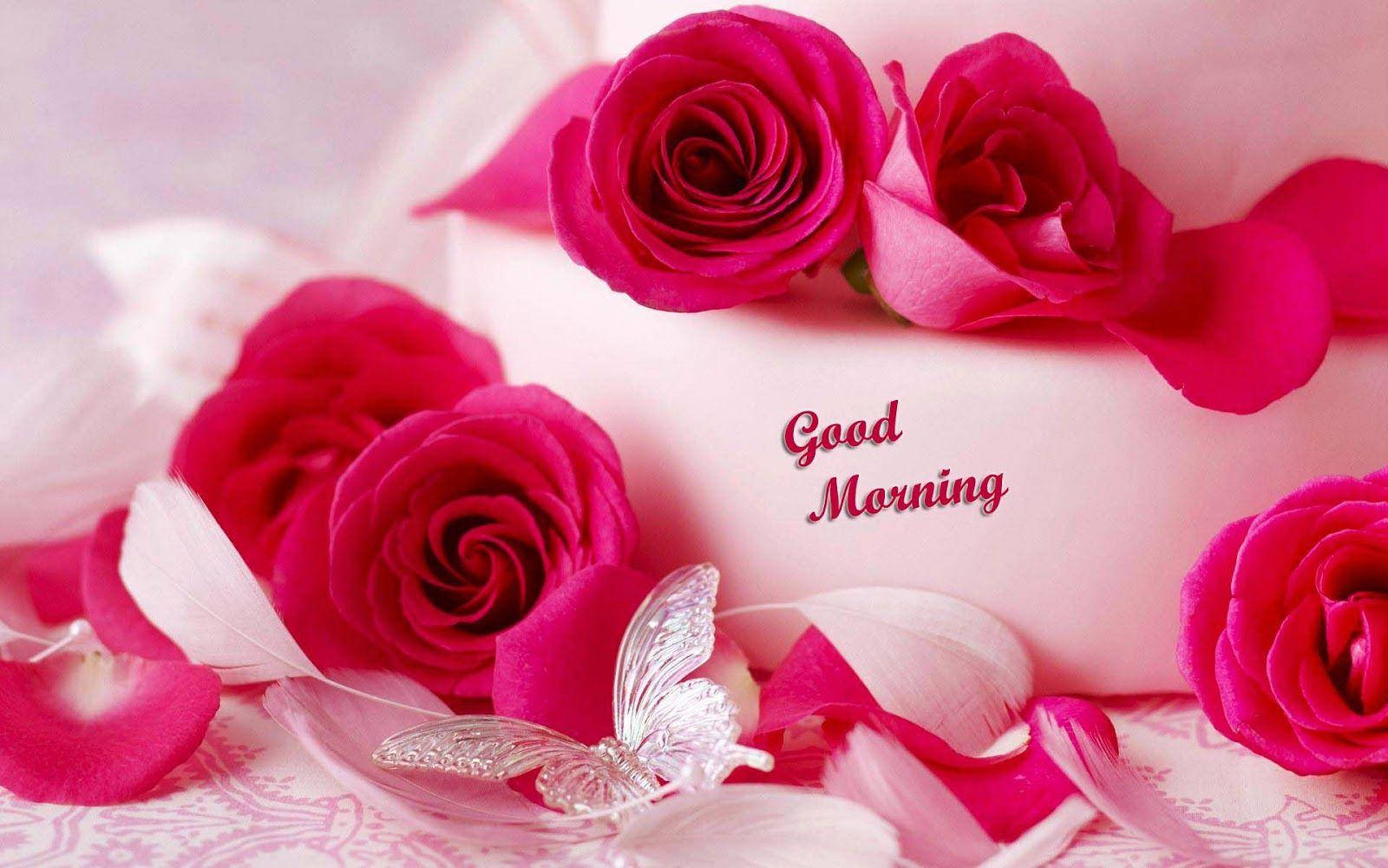 Good Morning HD, bright pink roses, white feathers, HD Desktop Wallpaper