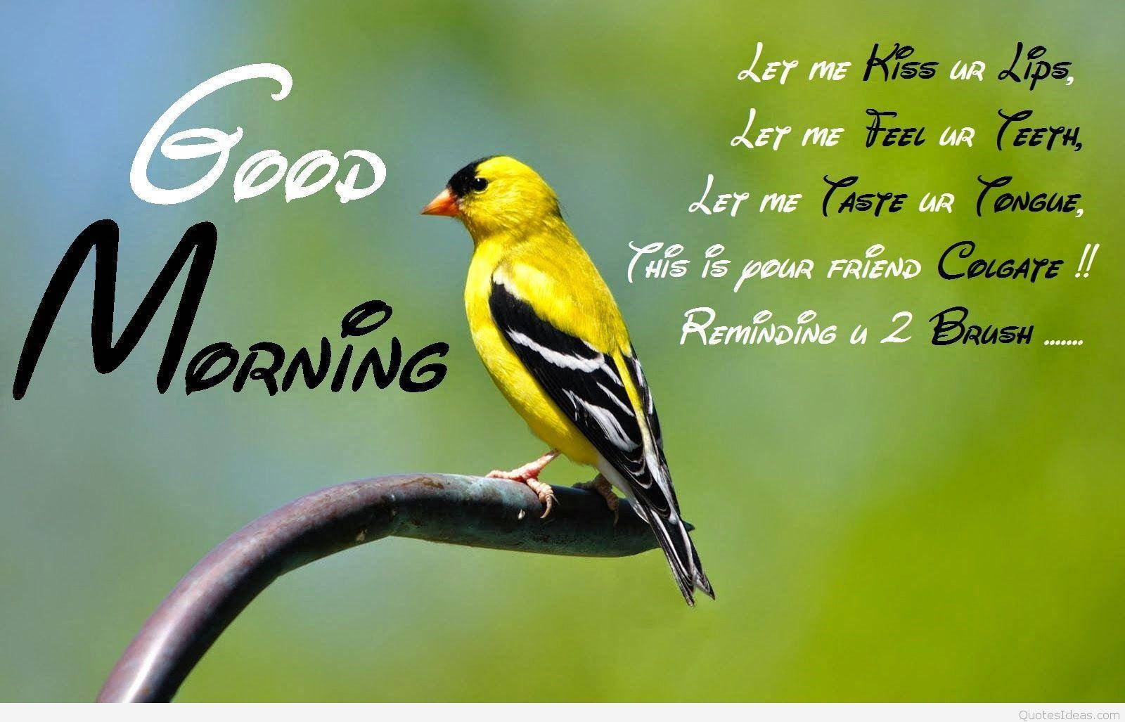 Good Morning HD, goldfinch, bright yellow bird, HD Desktop Wallpaper