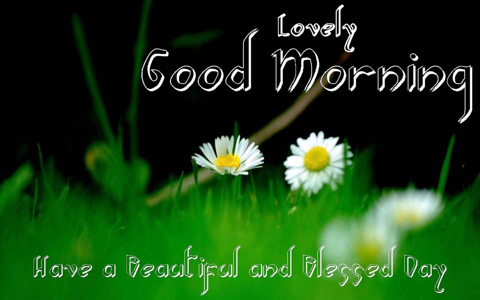 Good Morning HD, white daisies, vibrant green grass, Full HD Desktop Wallpaper