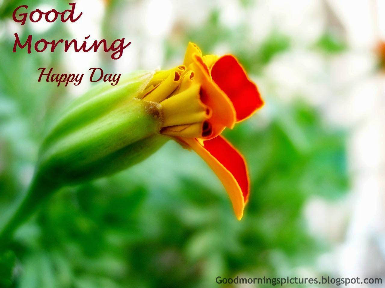 Good Morning HD, yellow flower, marigold bud, HD Desktop Wallpaper