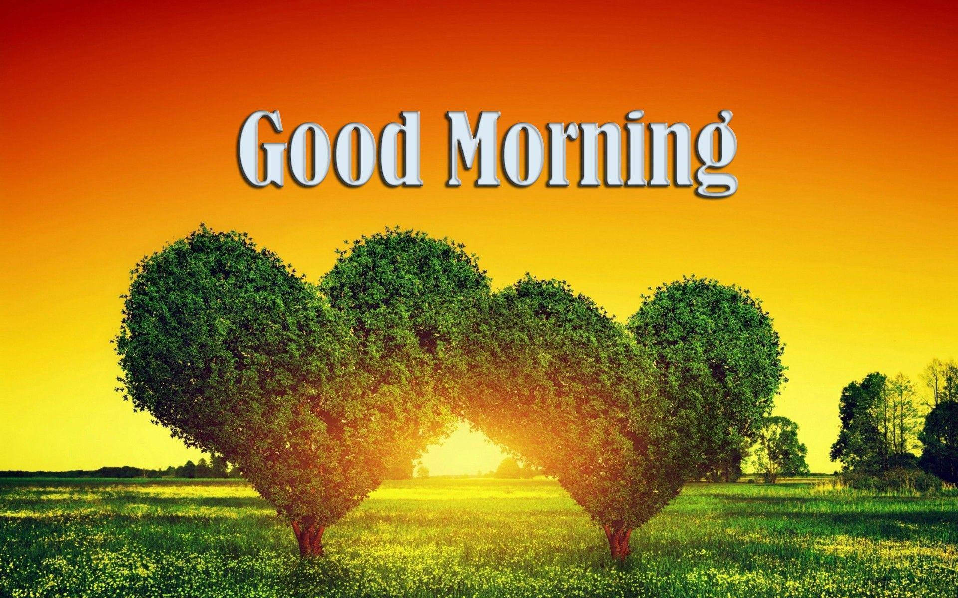 Good Morning HD, heart-shaped trees, sunrise, Full HD Desktop Wallpaper