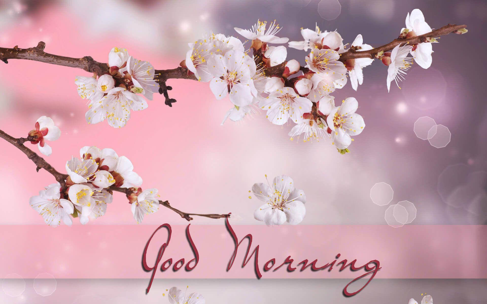 Good Morning HD, cherry blossom, white cherry blossoms, Full HD Desktop Wallpaper