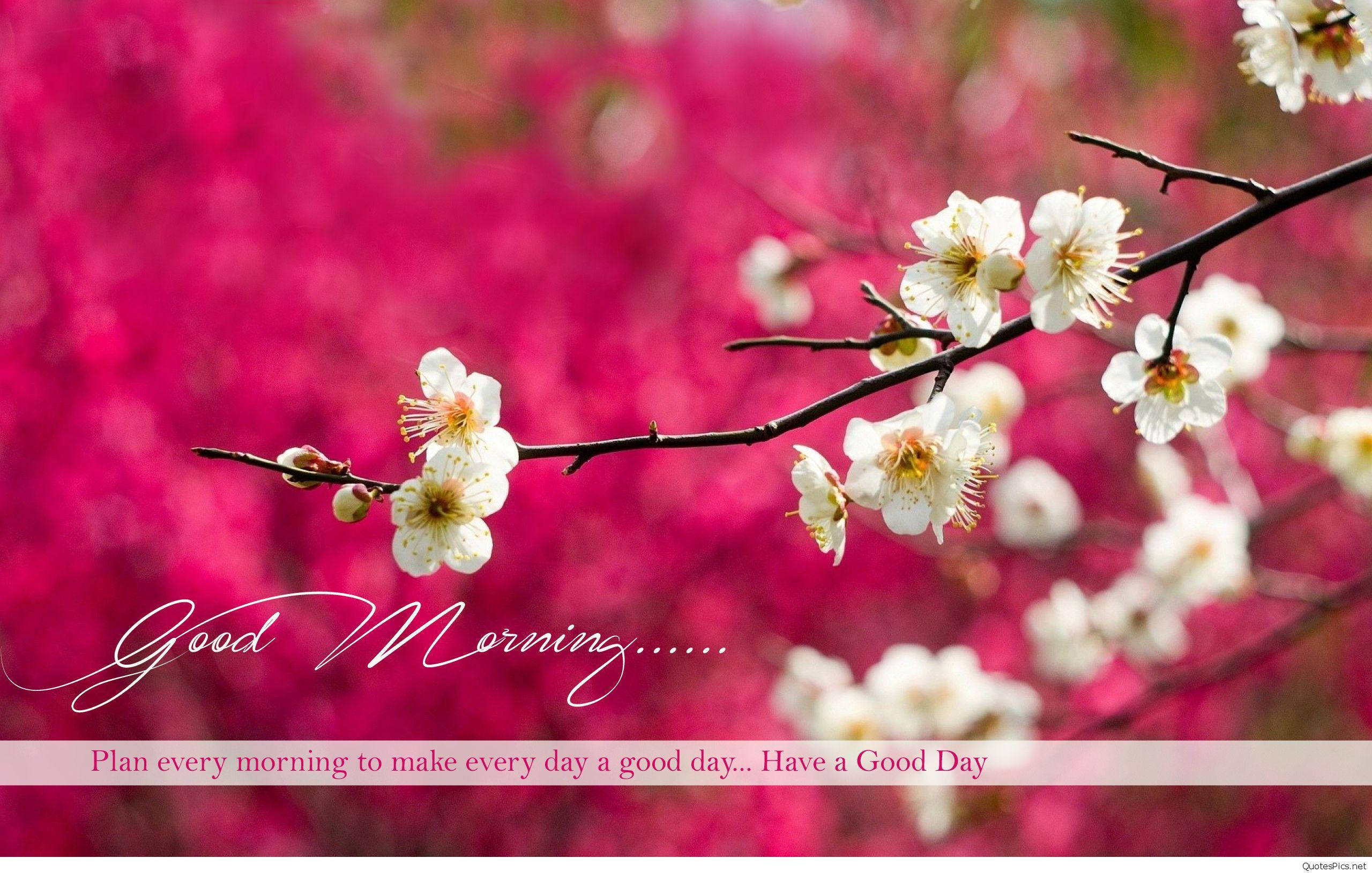 Good Morning HD, spring white blooms, white cherry blossoms, 2K Desktop Wallpaper