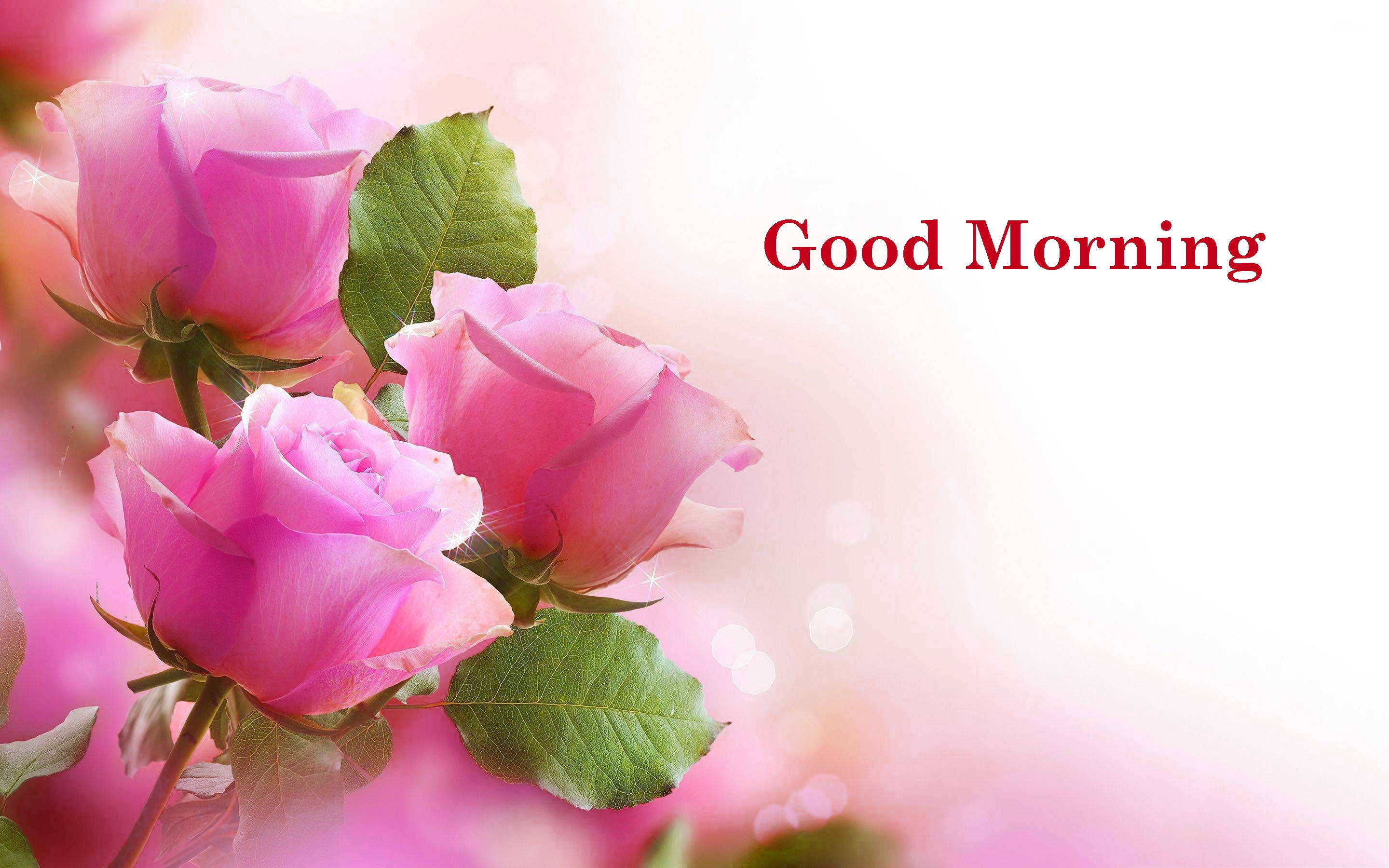 Good Morning HD, pink flowers, soft pink roses, 2K Desktop Wallpaper
