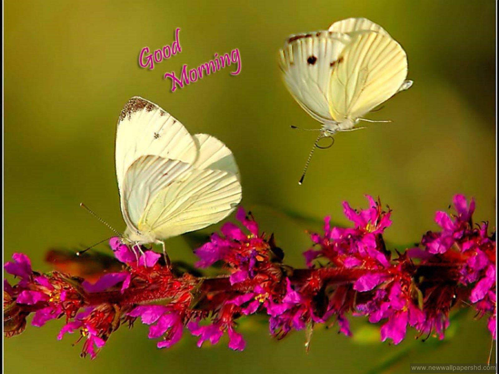 Good Morning HD, butterflies, white butterflies, HD Desktop Wallpaper