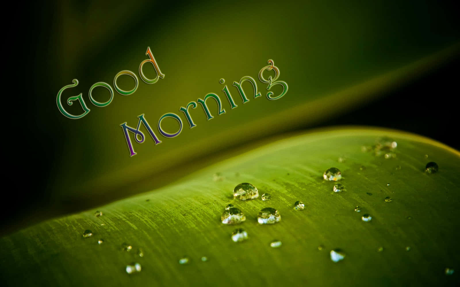 Good Morning, dewdrops, vibrant green leaf, HD Desktop Wallpaper