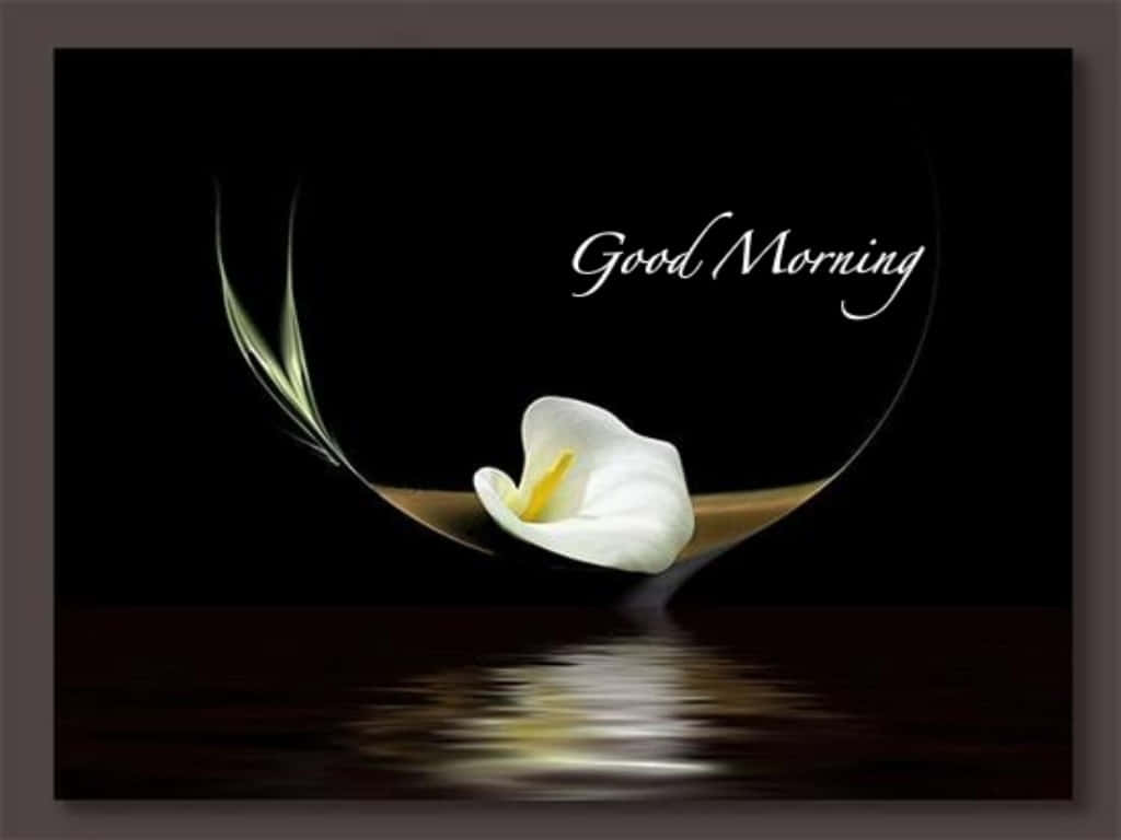 white calla lily, dark water, crescent moon, SD Desktop Wallpaper