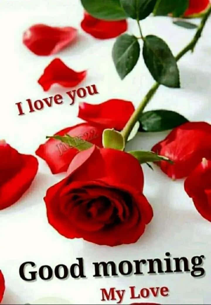 Good Morning My Love, red rose, scattered petals, SD Phone Wallpaper