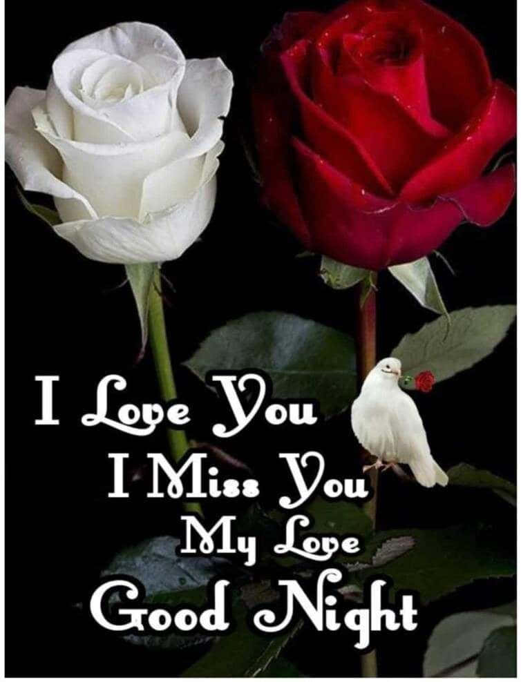 Good Night My Love, white rose, red rose, SD Phone Wallpaper