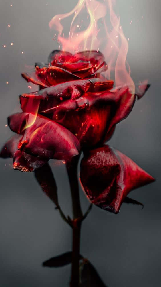 Cool Rose, deep red rose, flickering flames, SD Phone Wallpaper