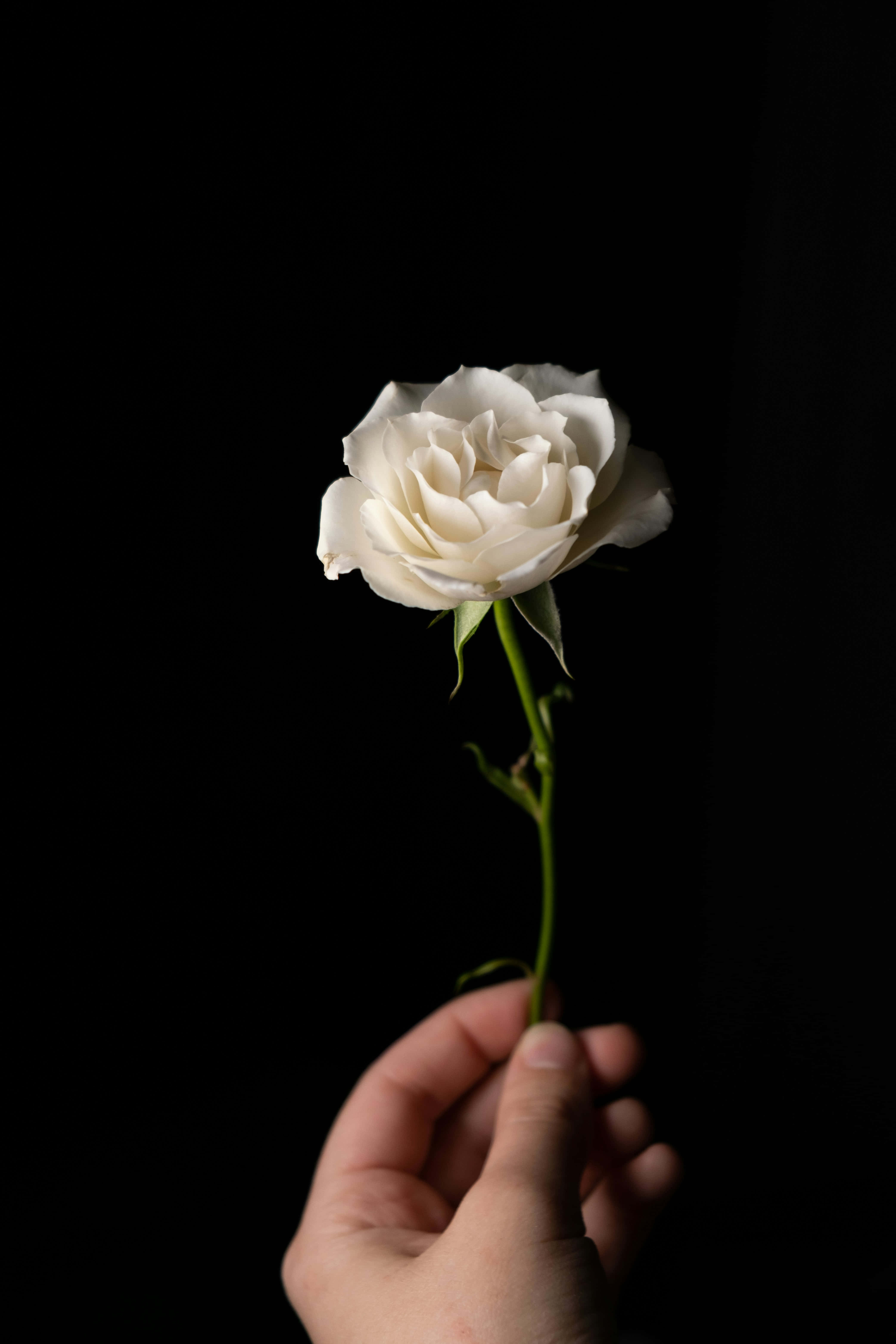 white rose, hand, stark black background, 5K Phone Wallpaper