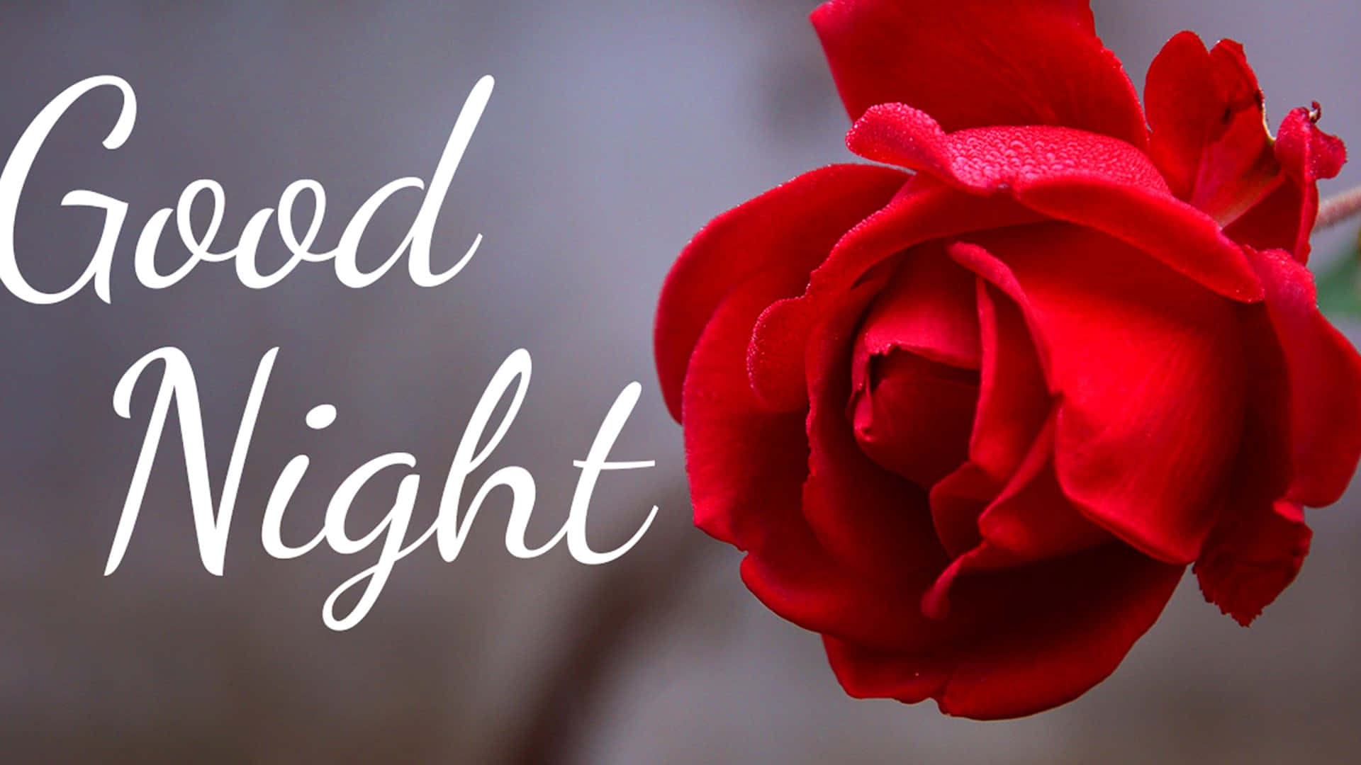 Good Night Rose, vibrant red rose, dew drops, Full HD Desktop Wallpaper