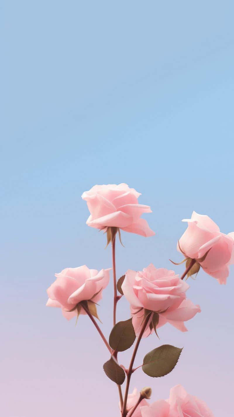 pastel pink roses, serene gradient sky, blue to lavender transition, HD Phone Wallpaper