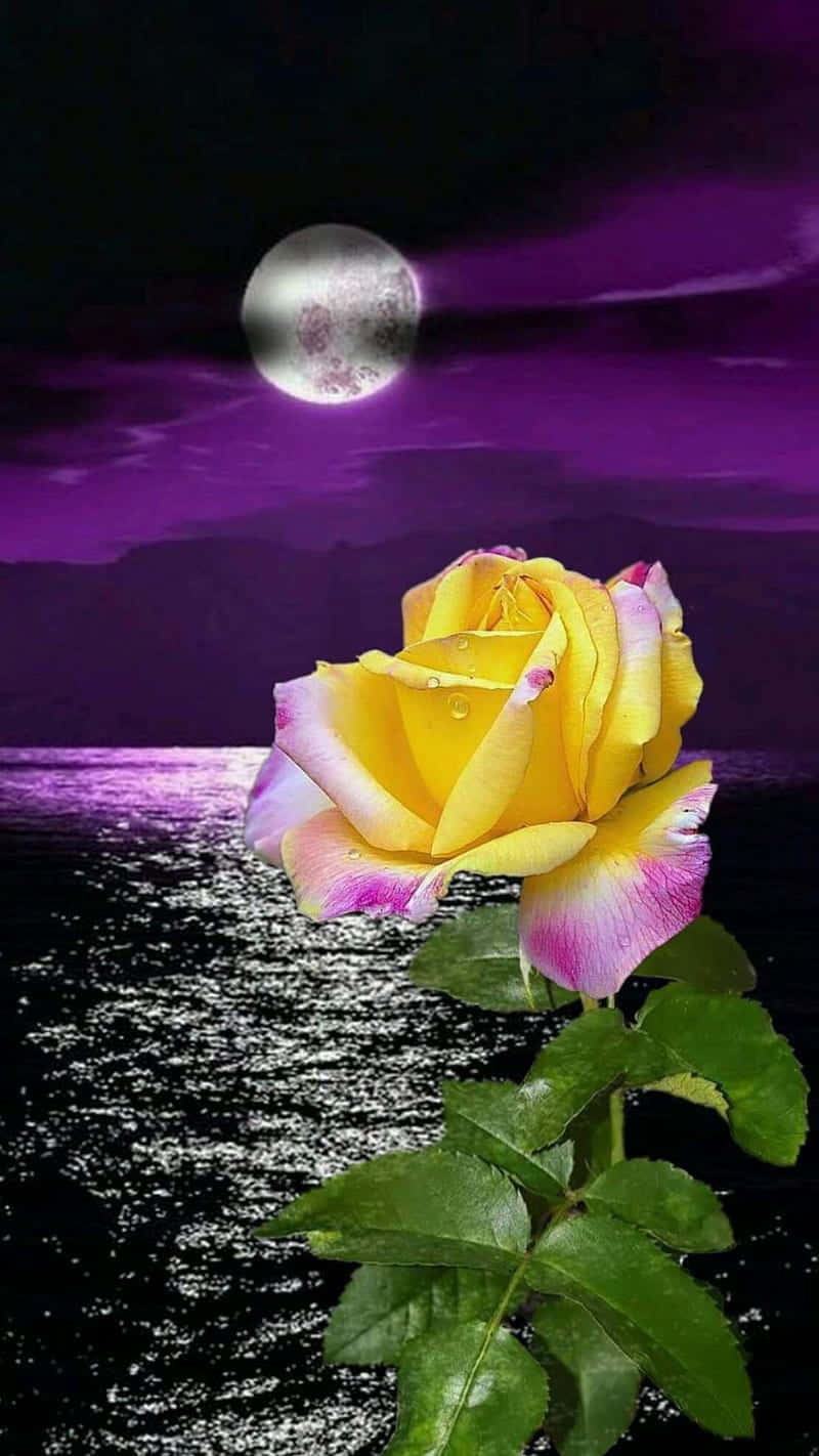 yellow rose, pink edges, moonlit purple ocean, HD Phone Wallpaper
