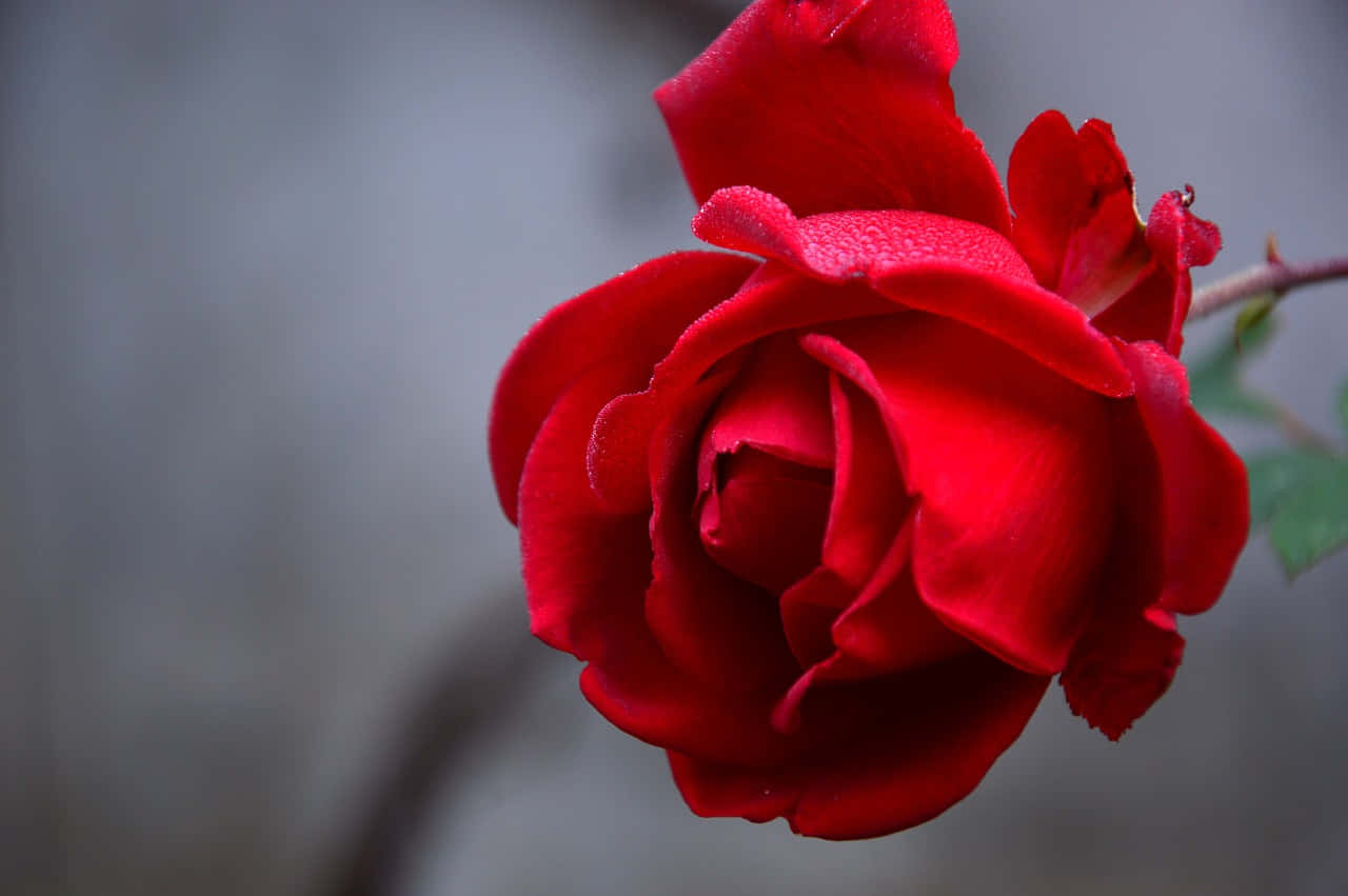 red rose, dew drops, soft gray blurred background, HD Desktop Wallpaper