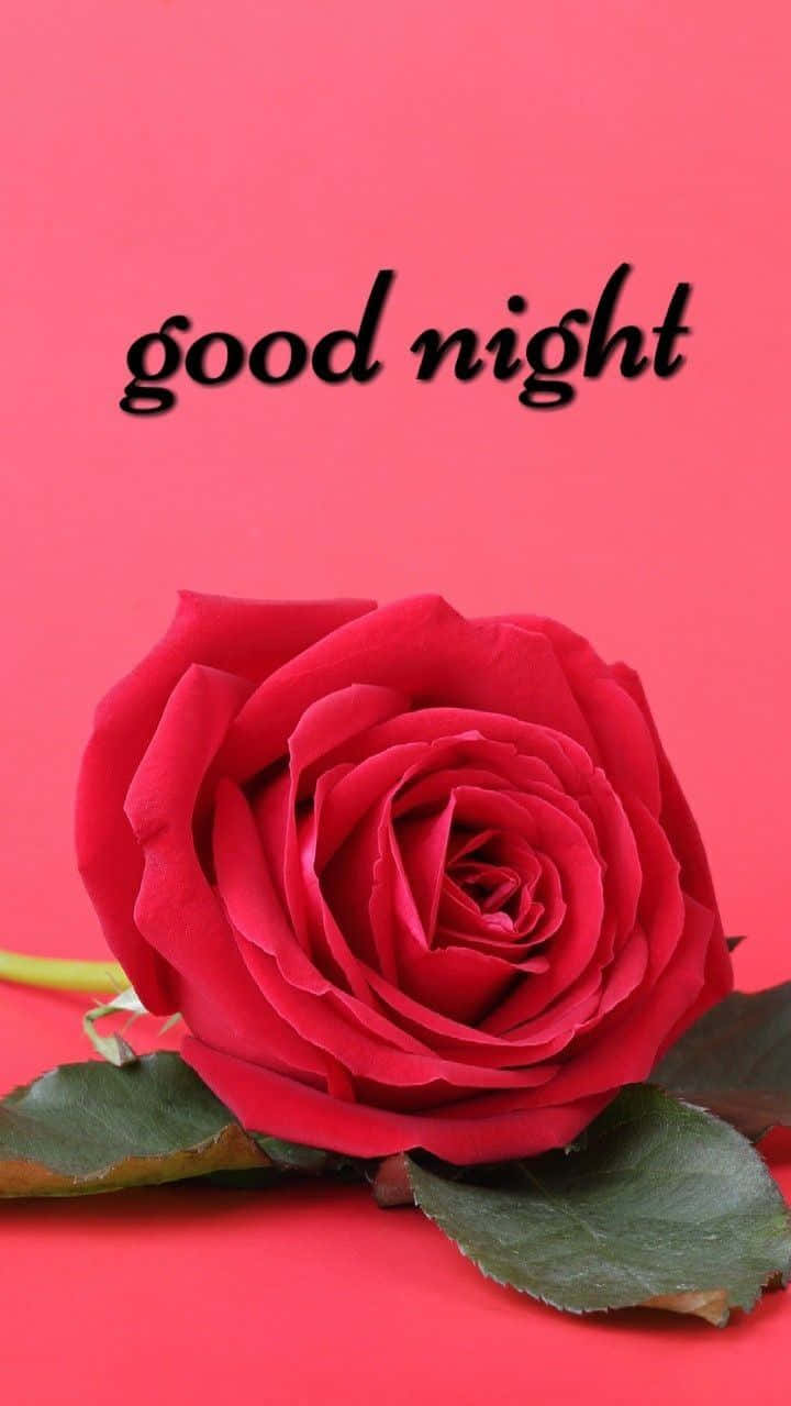 Good Night Rose, red rose, green leaves, SD Phone Wallpaper