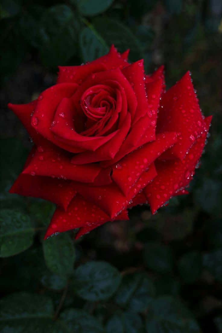 dew kissed red rose, vibrant red rose, dewdrops, SD Phone Wallpaper
