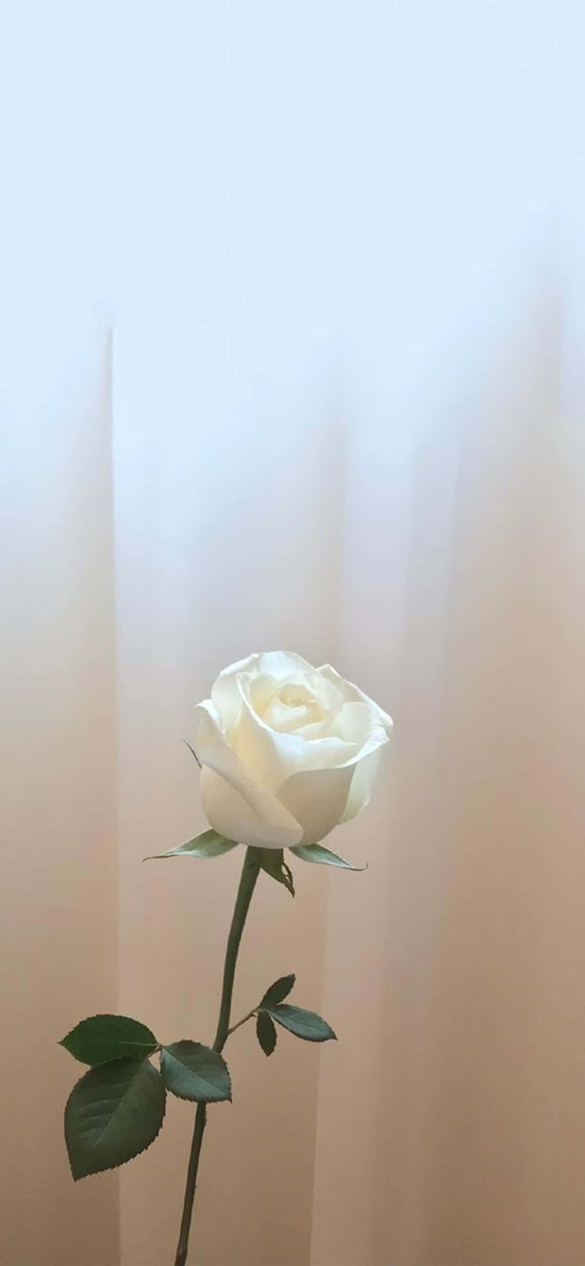 white rose, velvety white rose, night sky, 2K Phone Wallpaper