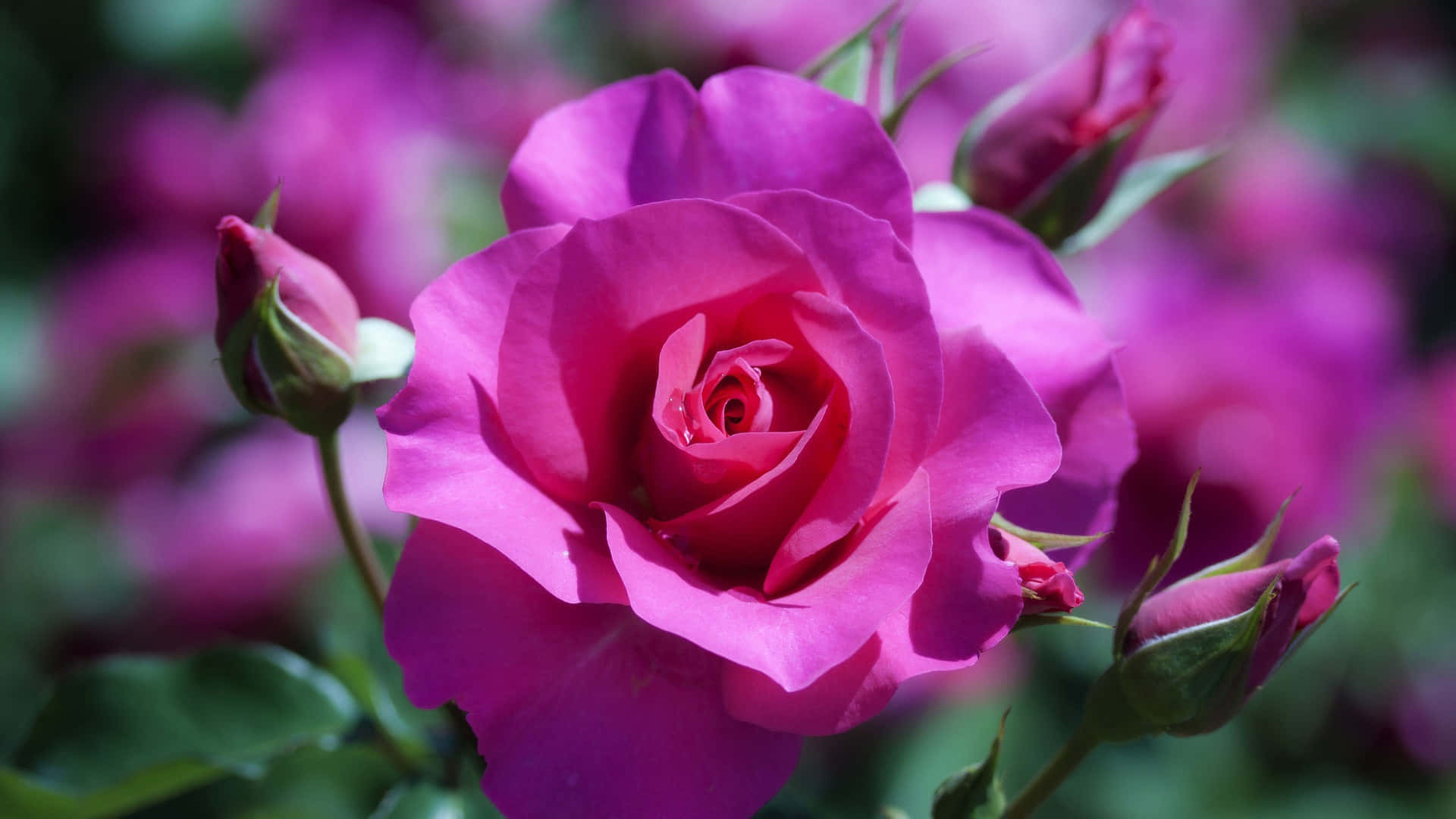 HD Rose, vibrant pink rose, soft petals, Full HD Desktop Wallpaper
