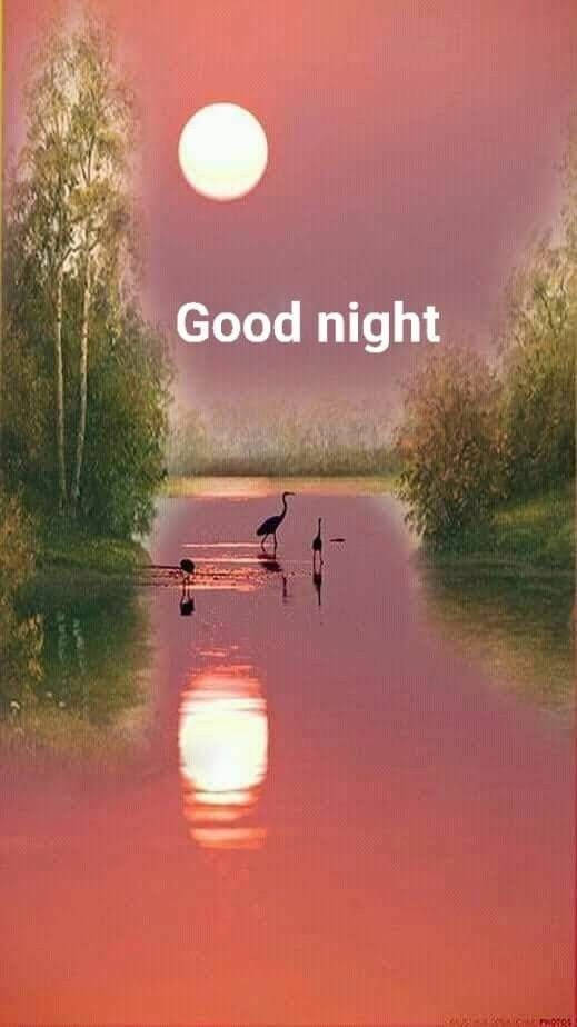 Good Night, herons, calm waters, SD Phone Wallpaper
