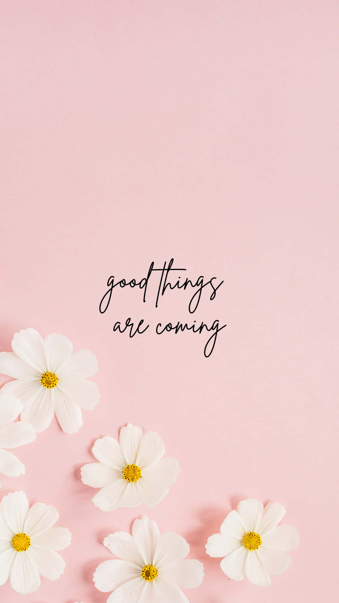 Good Things Are Coming, white cosmos flowers, yellow centers, Full HD Phone Wallpaper