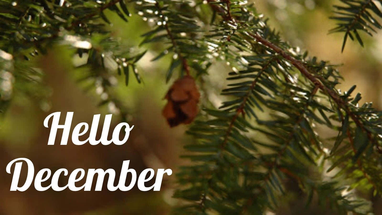 Goodbye November Hello December, evergreen branches, dried cone, HD Desktop Wallpaper