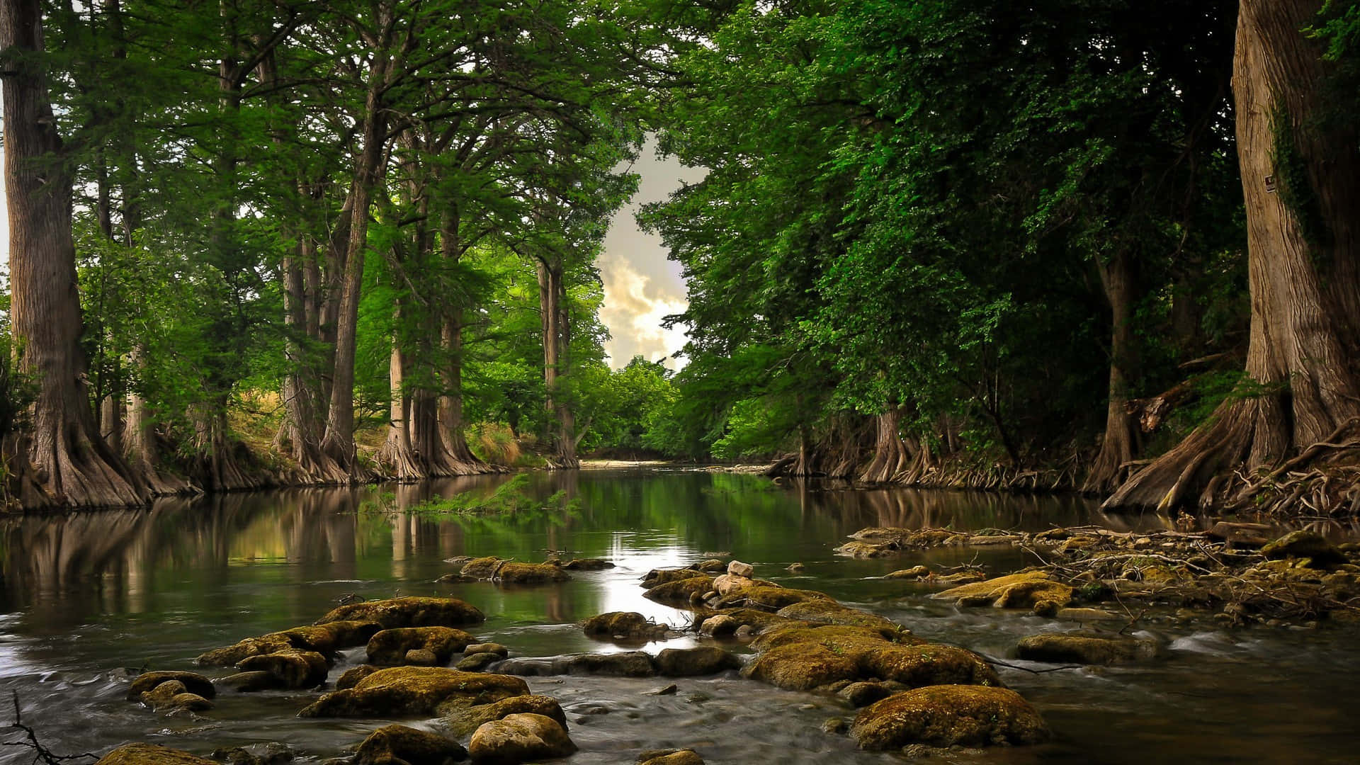 Google Desktop, forest, river, Full HD Desktop Wallpaper