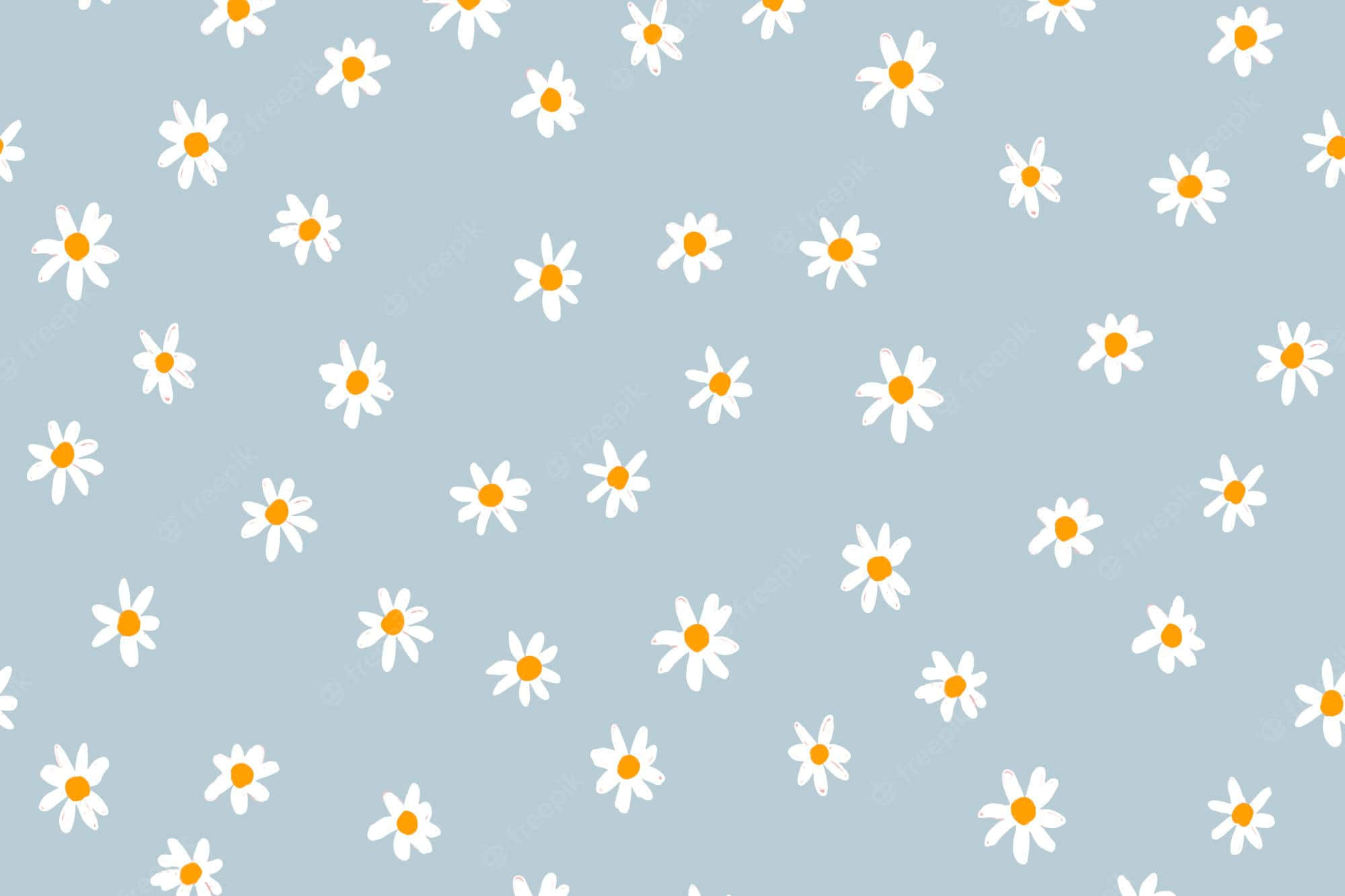 Google Desktop, white daisies, yellow centers, Full HD Desktop Wallpaper