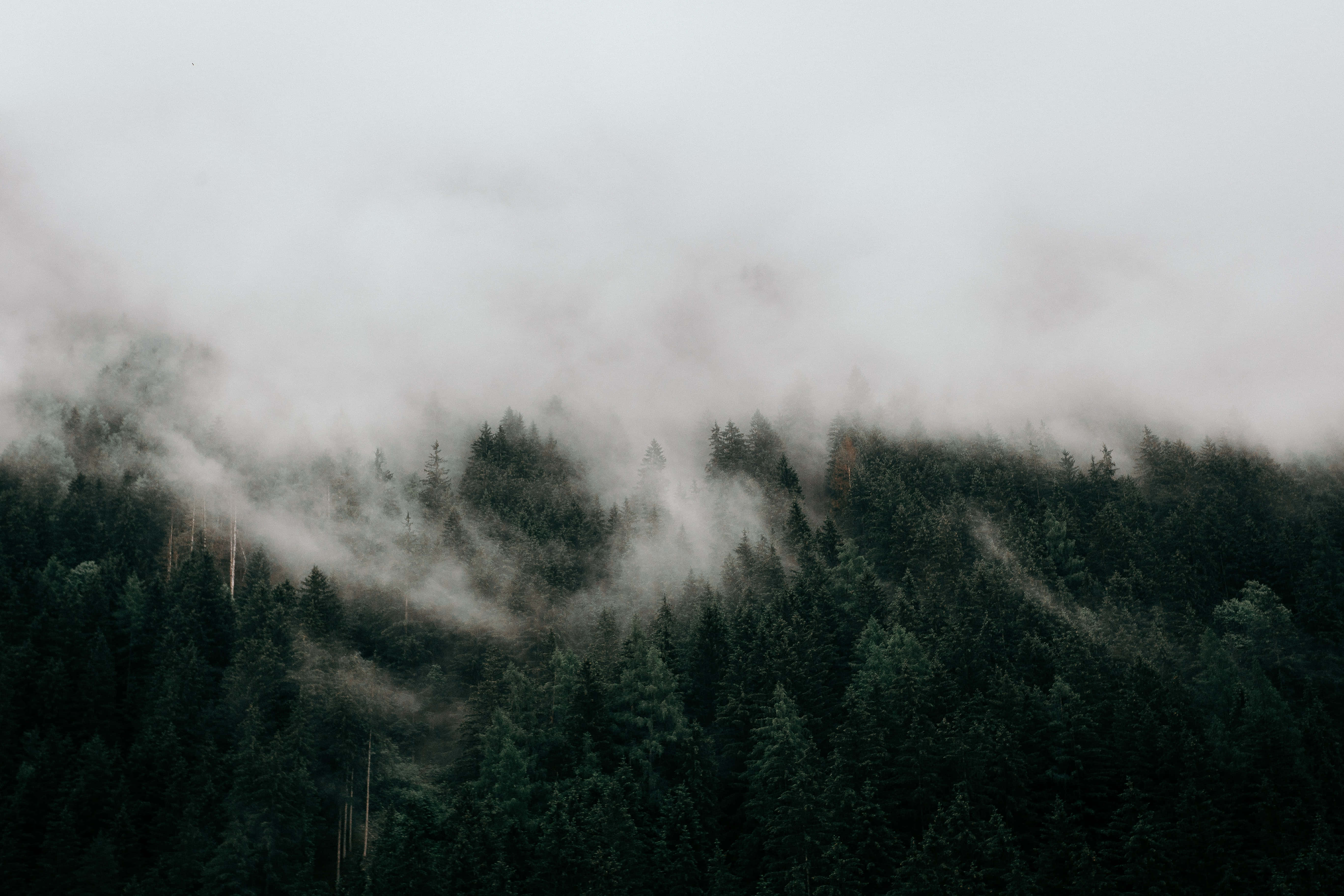 Google Desktop, misty clouds, dense evergreen forest, 5K Desktop Wallpaper