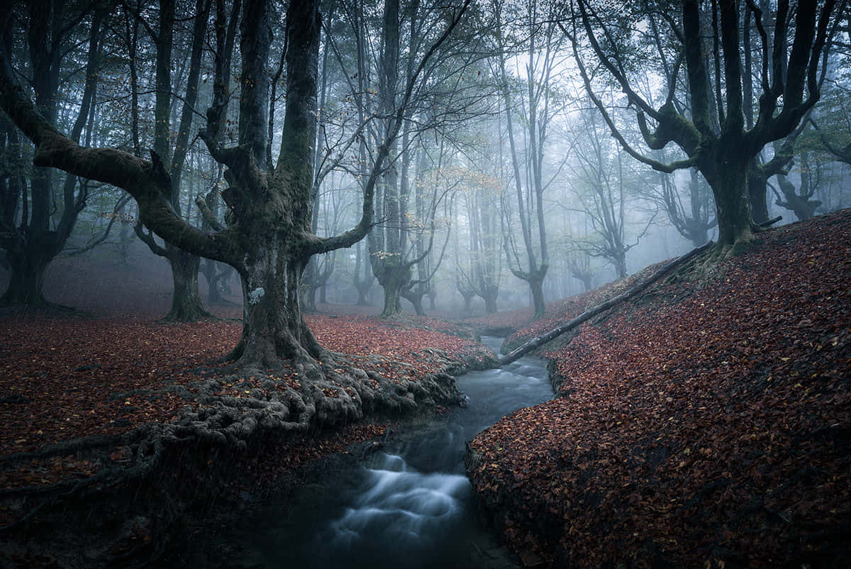 Google Landscape, misty autumn forest, gnarled trees, SD Desktop Wallpaper