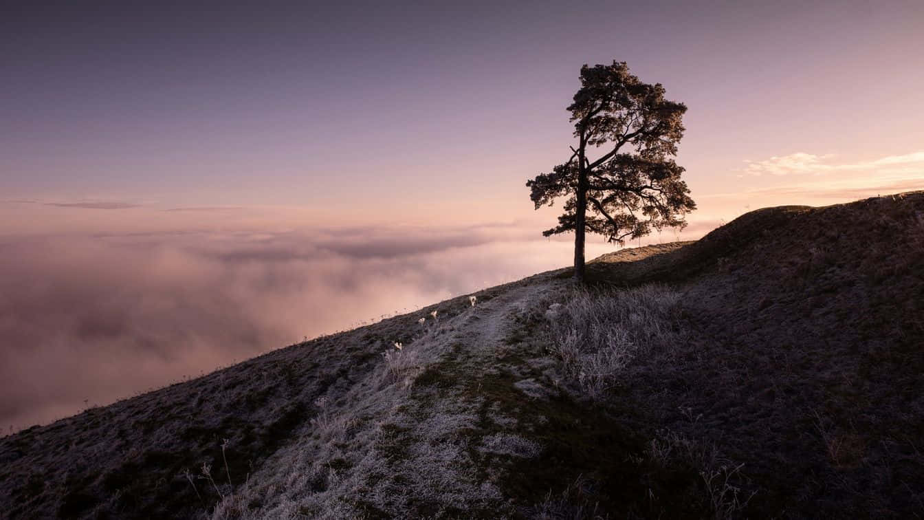 lone tree, frosty hill, sea of clouds, HD Desktop Wallpaper