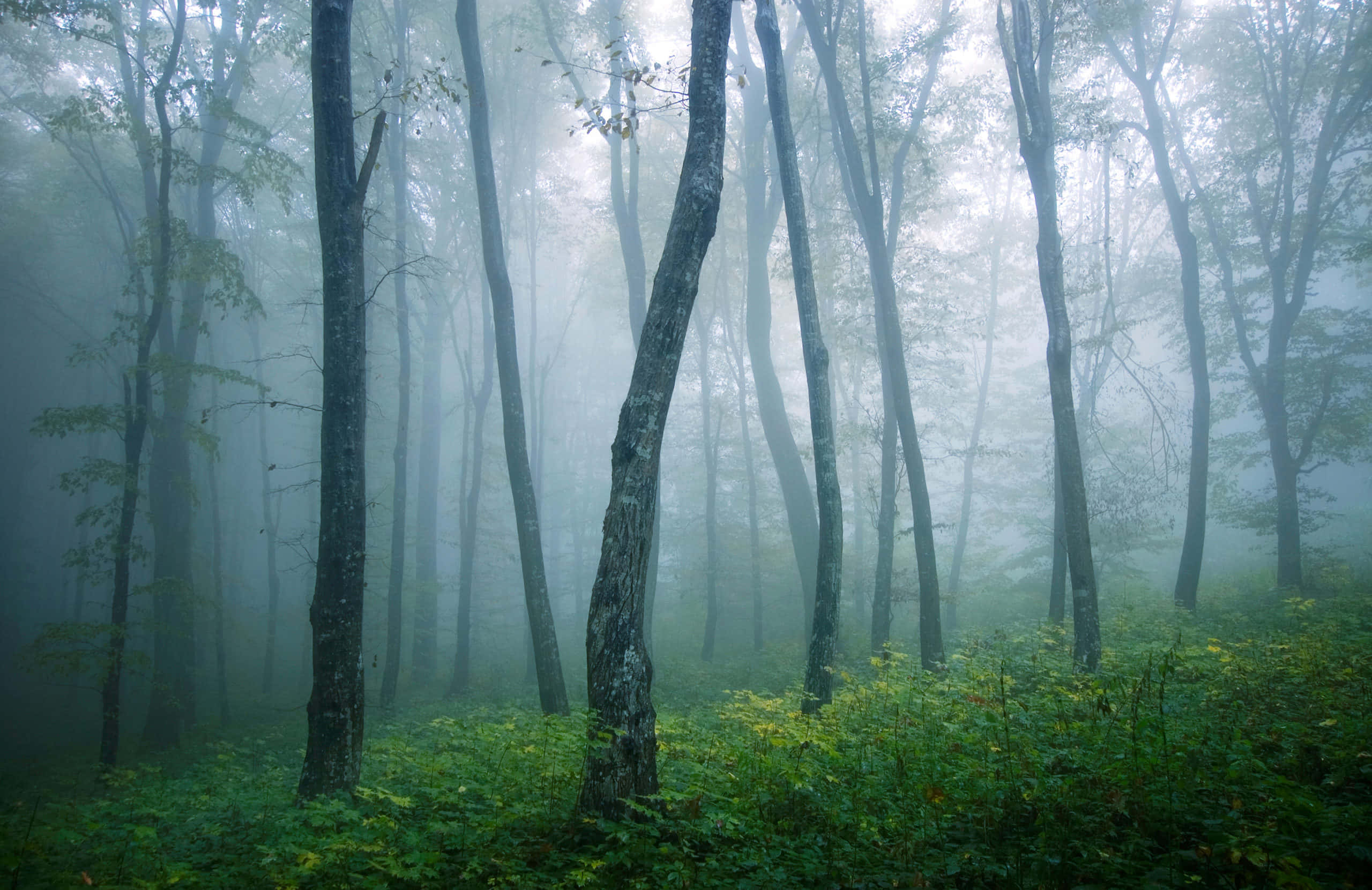 Google Landscape, misty forest, tall slender trees, 2K Desktop Wallpaper