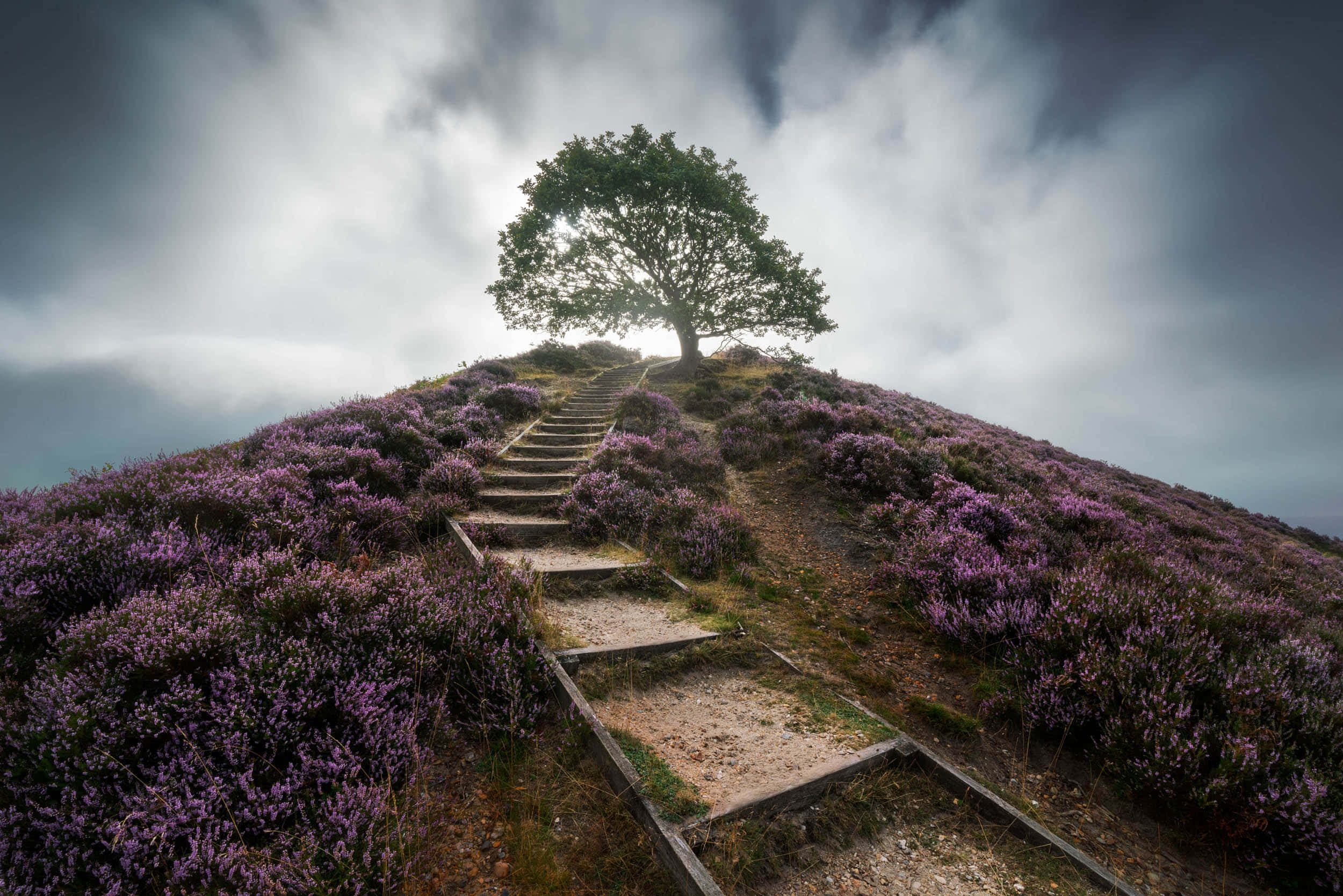 Google Landscape, misty hillside, purple heather, Full HD Desktop Wallpaper