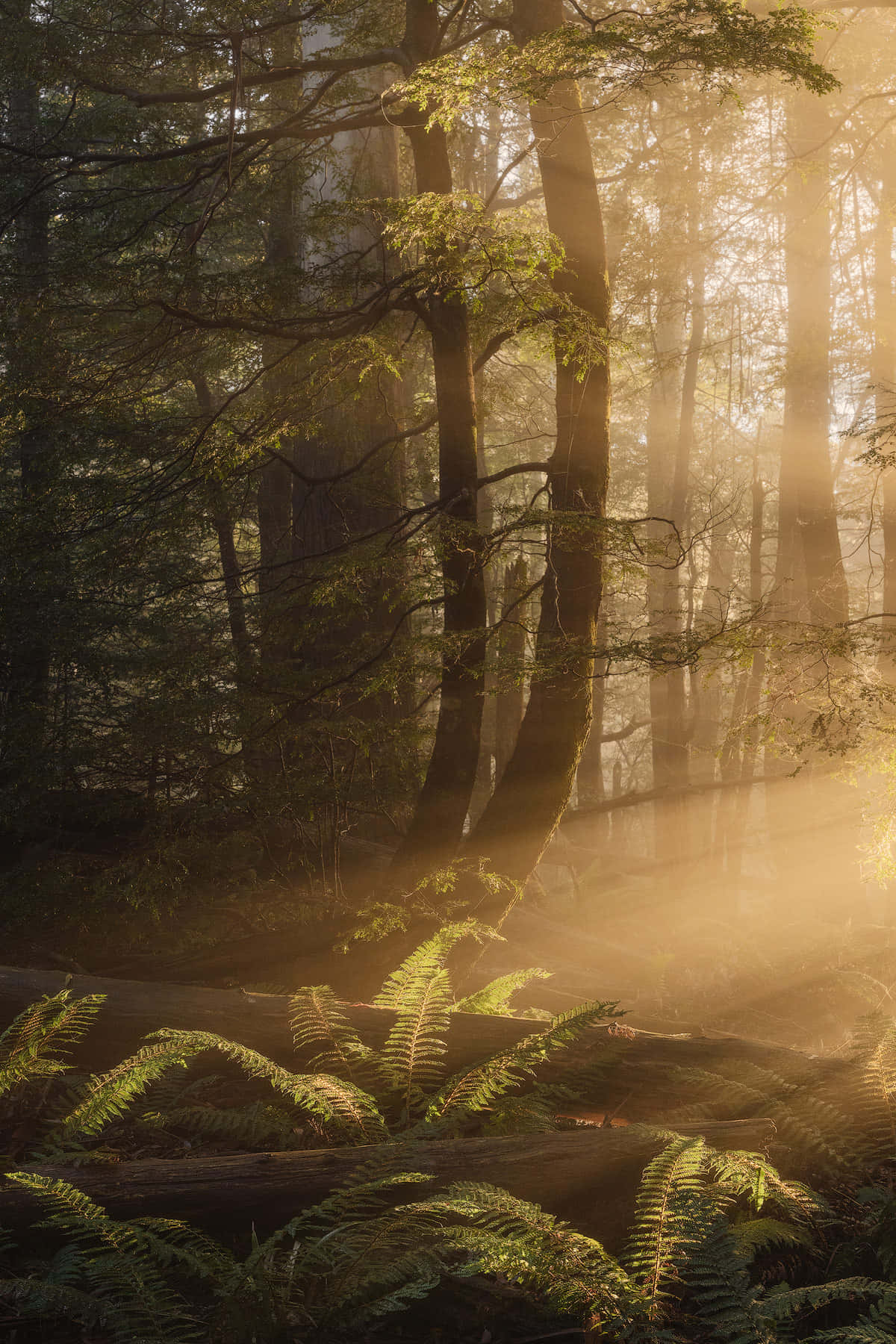 Google Landscape, golden sunlight, towering trees, HD Phone Wallpaper