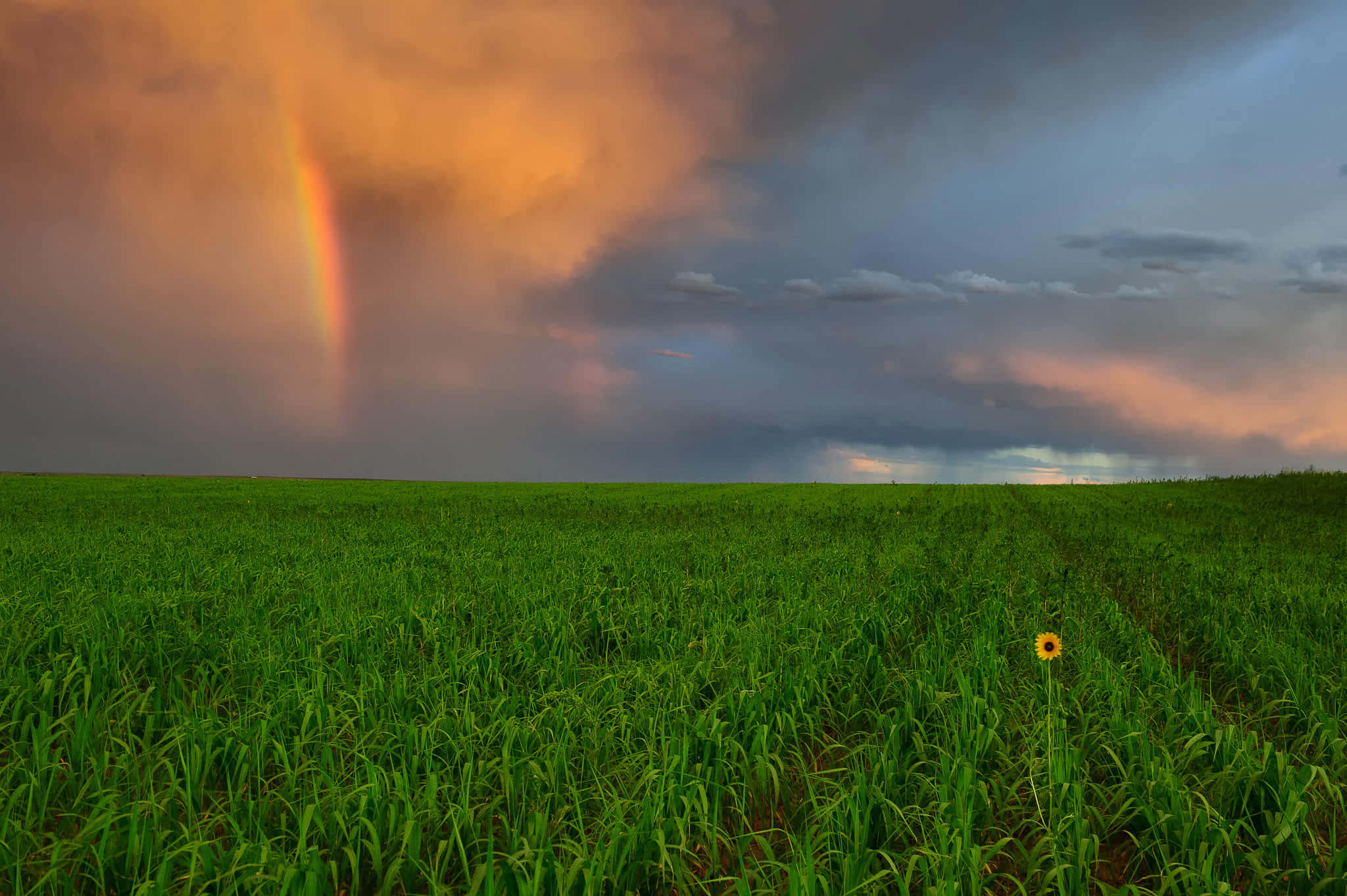 sunflower, vast green field, dramatic sky, Full HD Desktop Wallpaper