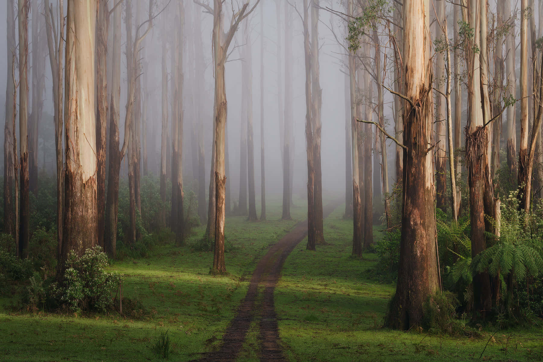 Google Landscape, misty forest path, tall eucalyptus trees, HD Desktop Wallpaper