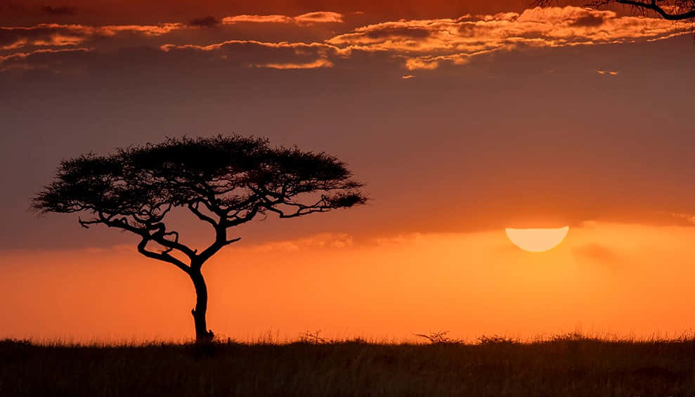 acacia tree, fiery orange sunset, scattered clouds, SD Desktop Wallpaper