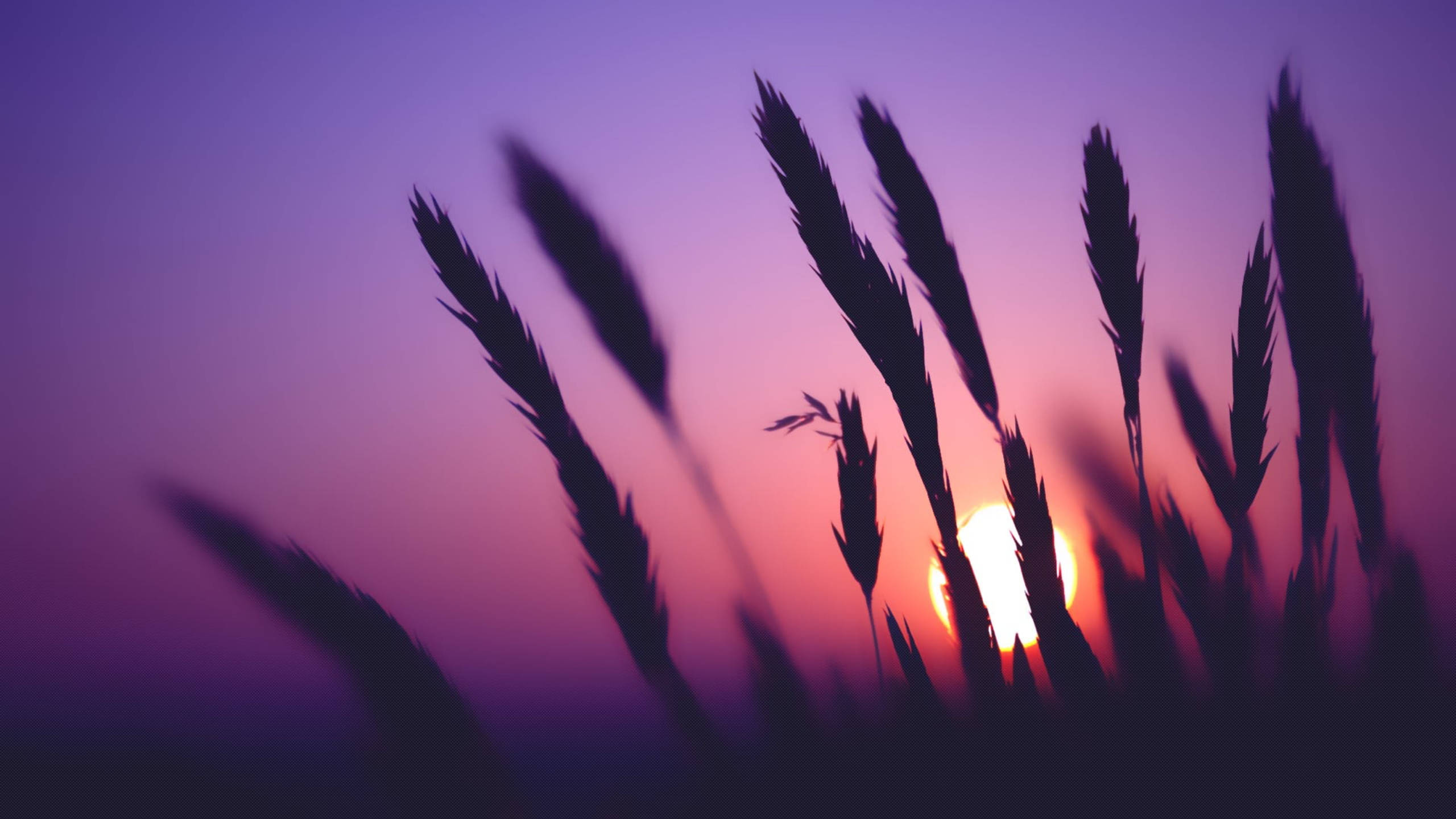 Grass Silhouette, Google Meet Background, gradient purple and orange sunset sky, 2K Desktop Wallpaper