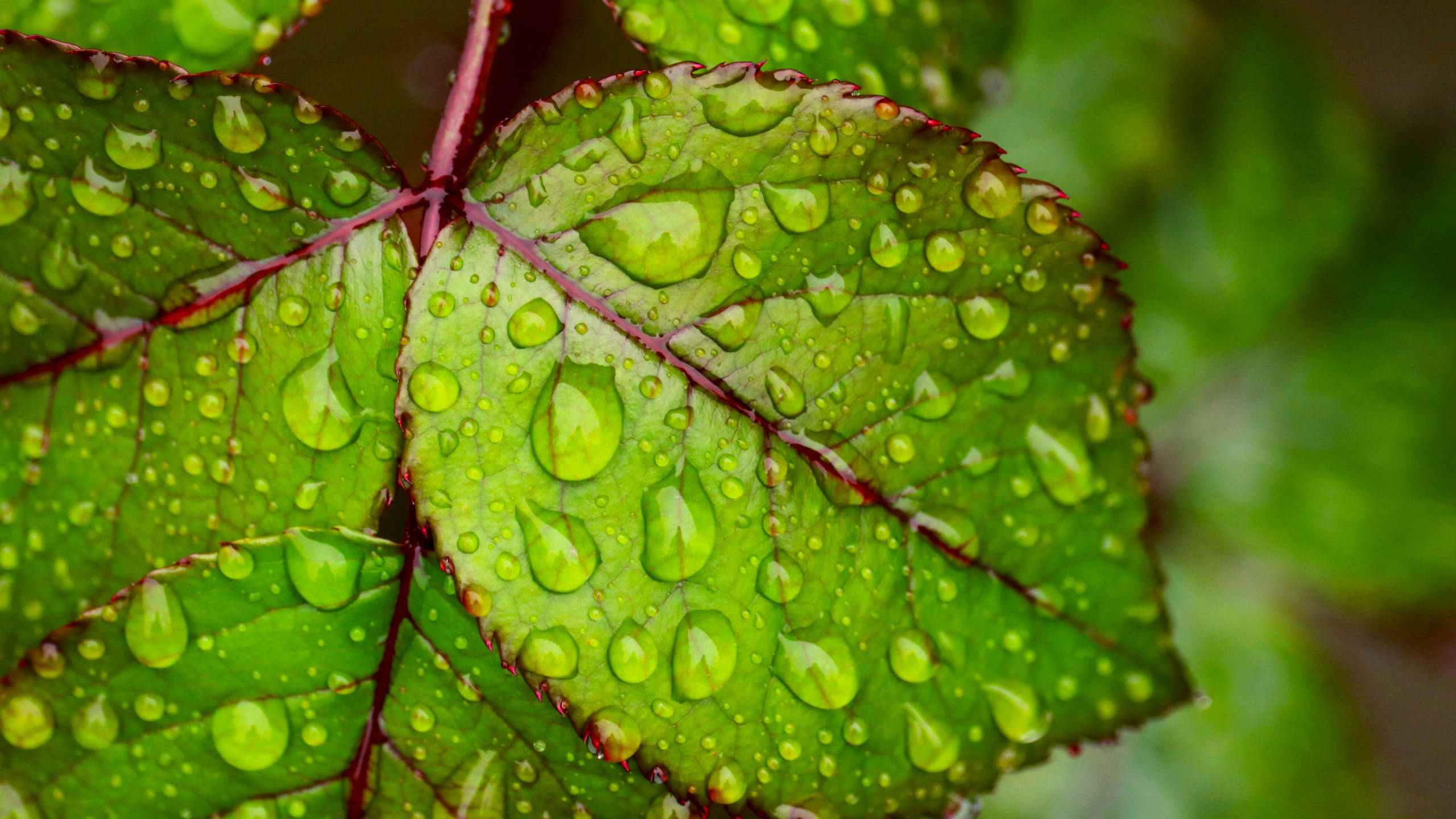 Moist Leaves, Google Meet Background, vibrant green, 2K Desktop Wallpaper