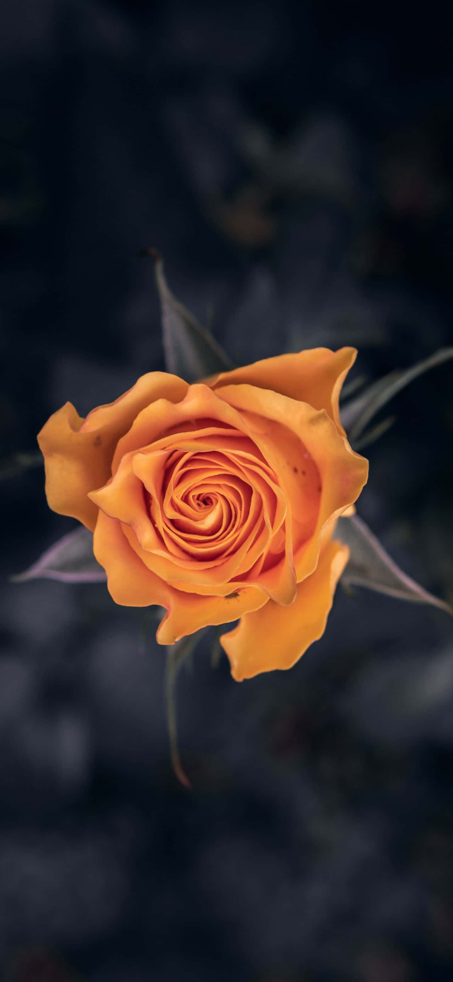 Google Pixel 6 Pro, vibrant orange rose, dark moody background, 2K Phone Wallpaper