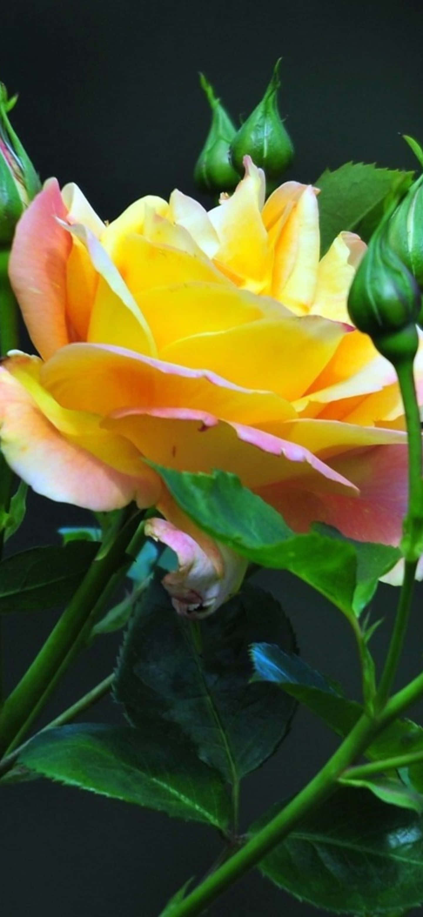 Google Pixel 6 Pro, vibrant yellow, pink rose, 2K Phone Wallpaper