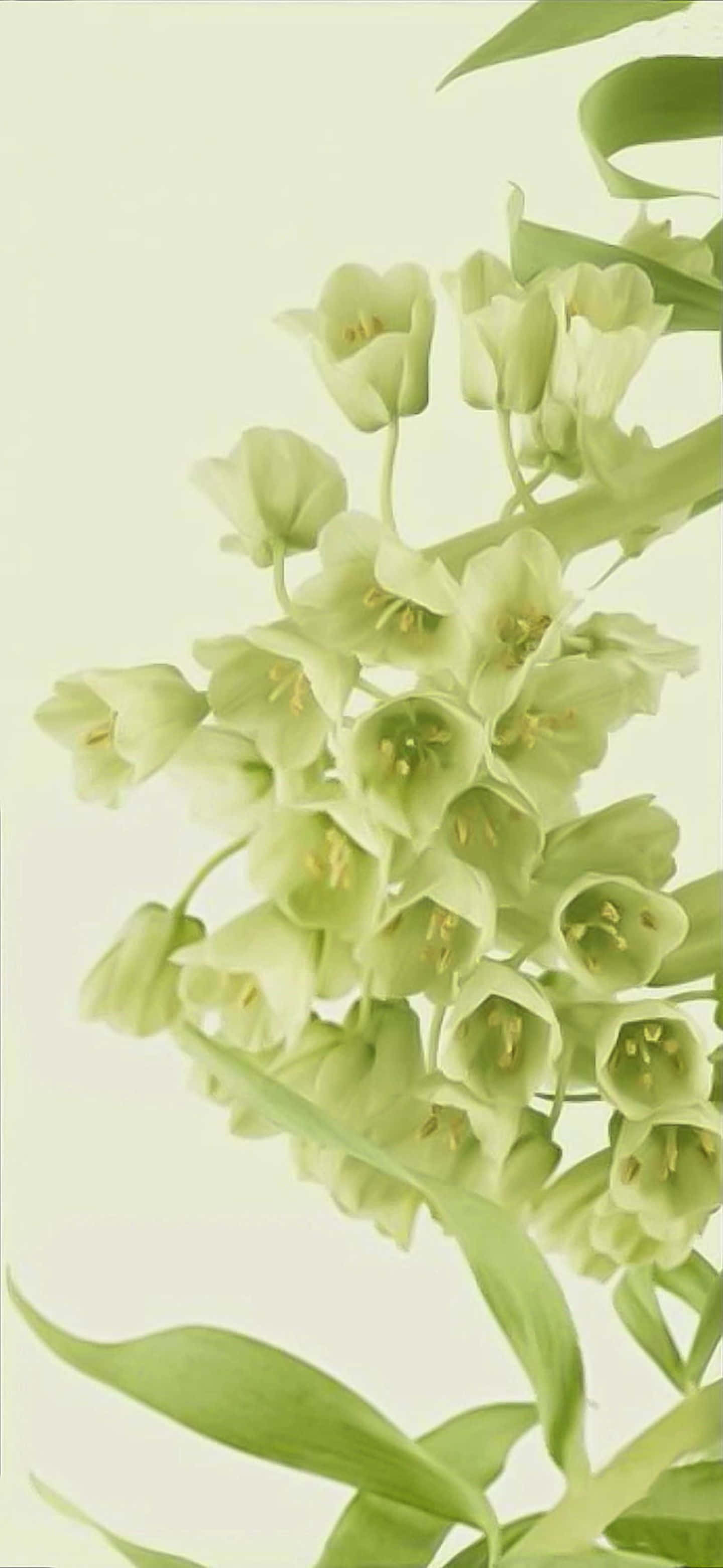 Google Pixel 6 Pro, pale green, bell-shaped flowers, 2K Phone Wallpaper